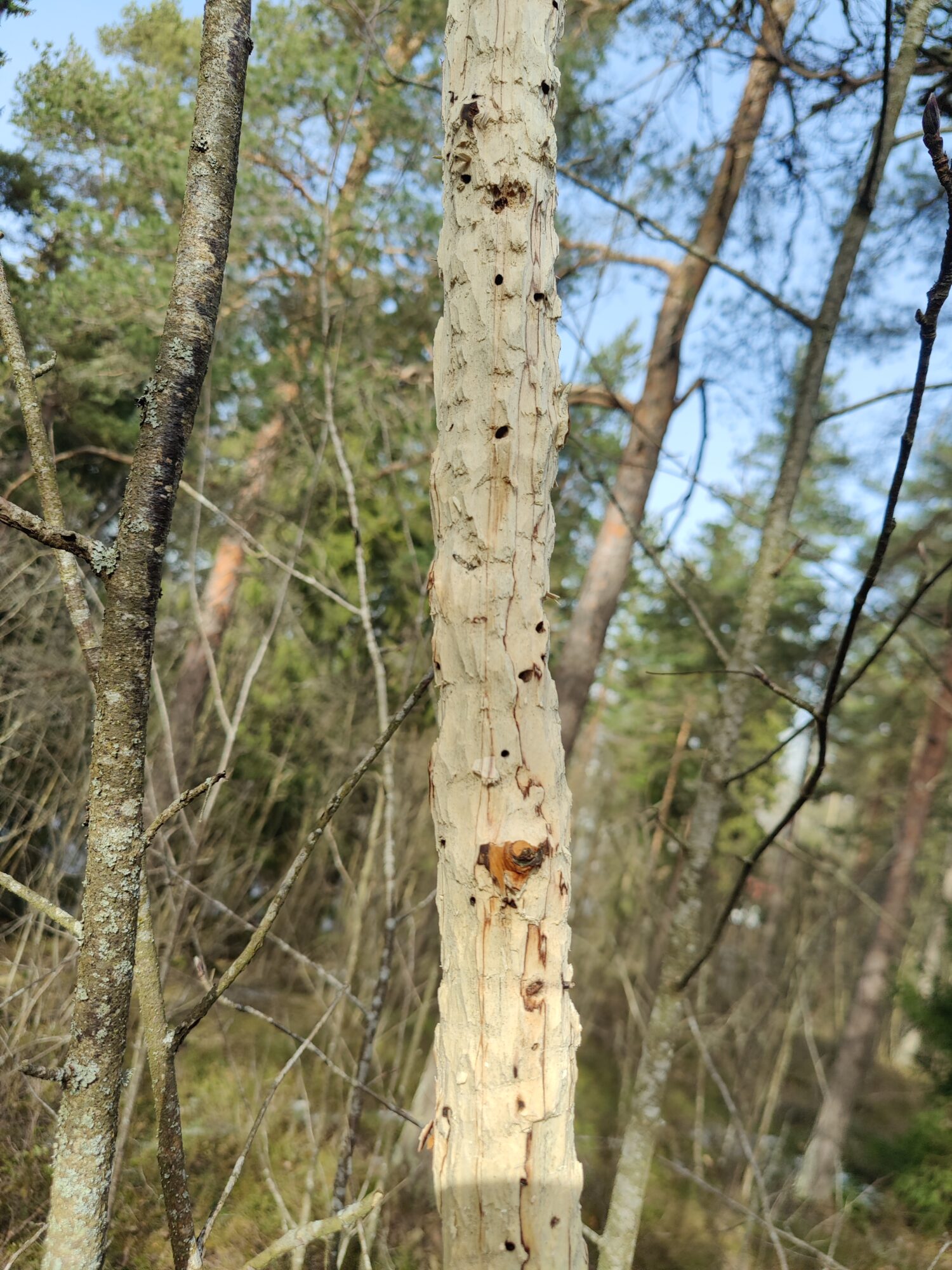 Valokuvaaja: Valtteri Suo-Yrjö