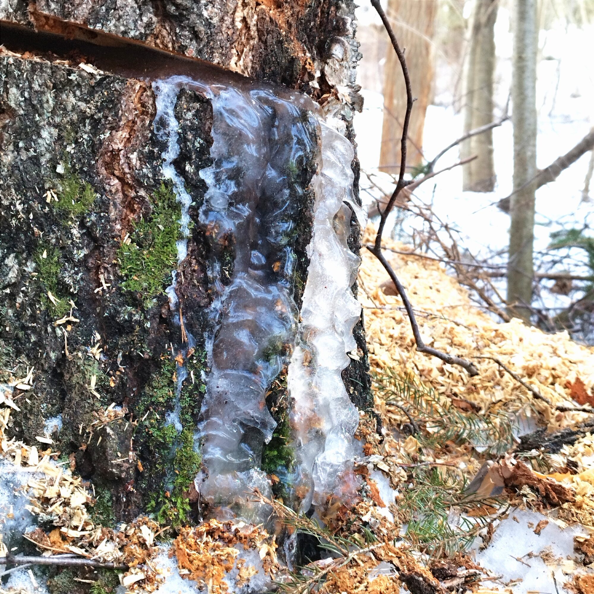 Valokuvaaja: Tiina R