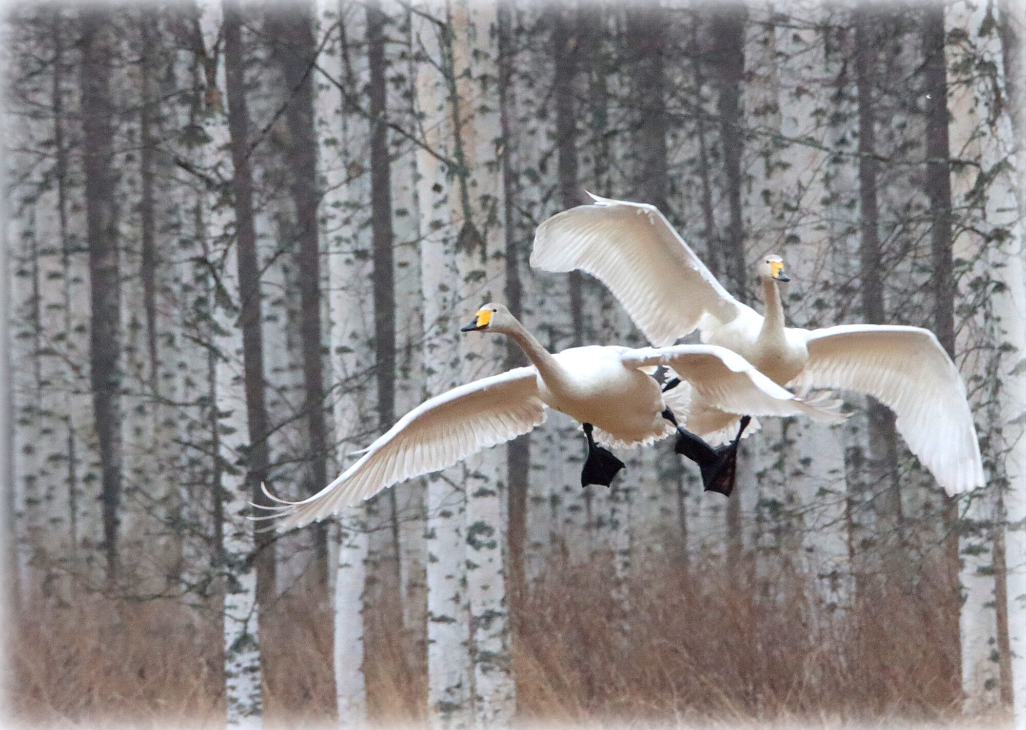 Valokuvaaja: Irja Lehtinen
