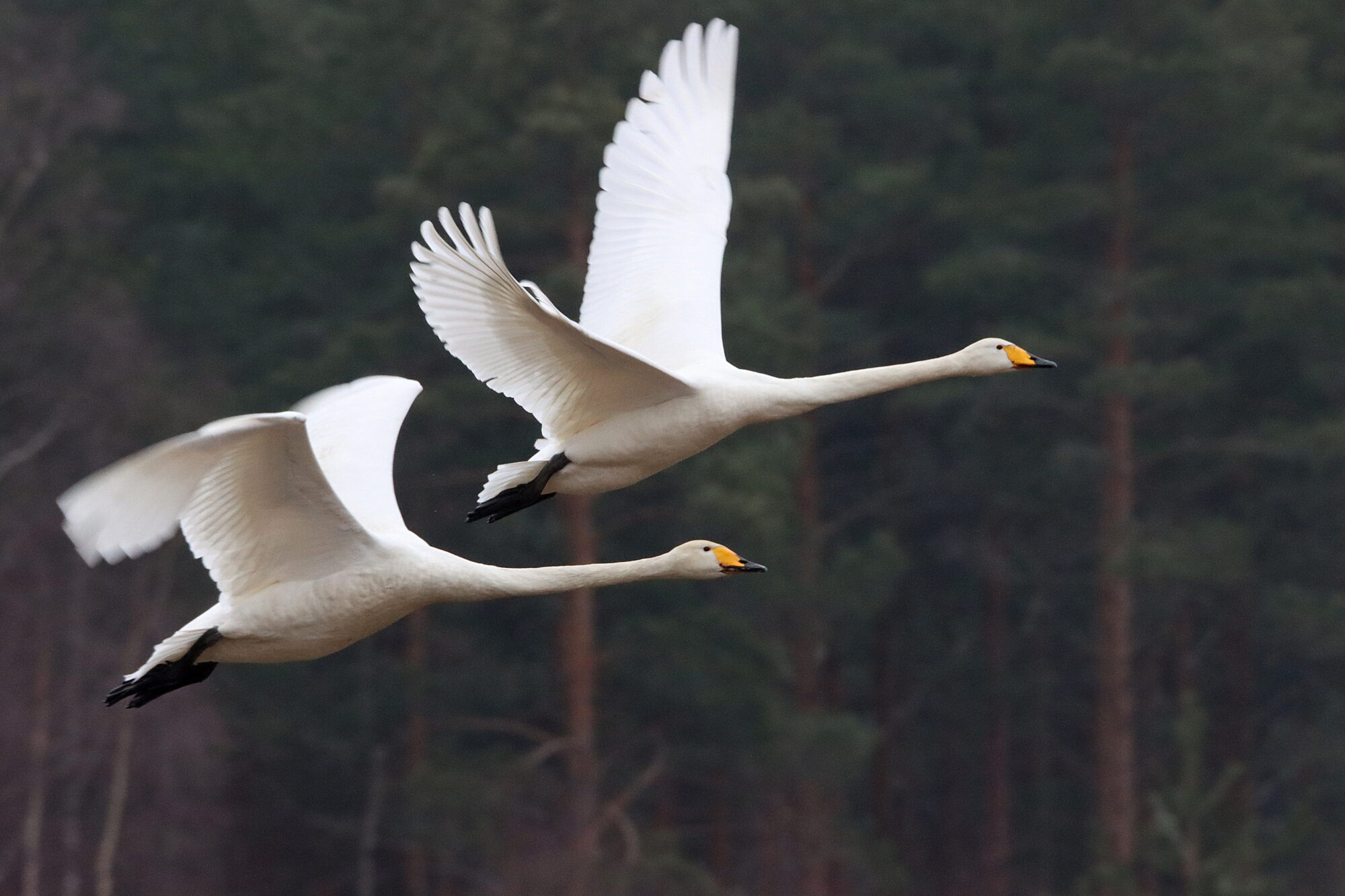 Valokuvaaja: Irja Lehtinen
