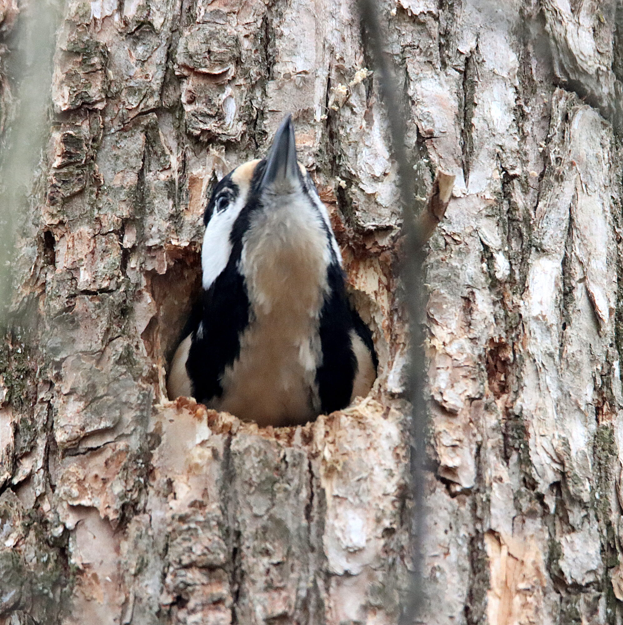 Valokuvaaja: Irja Lehtinen