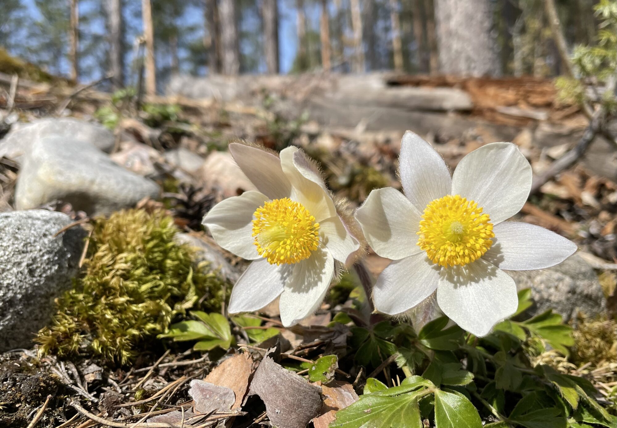 Valokuvaaja: Liisa Niiva-Korpela
