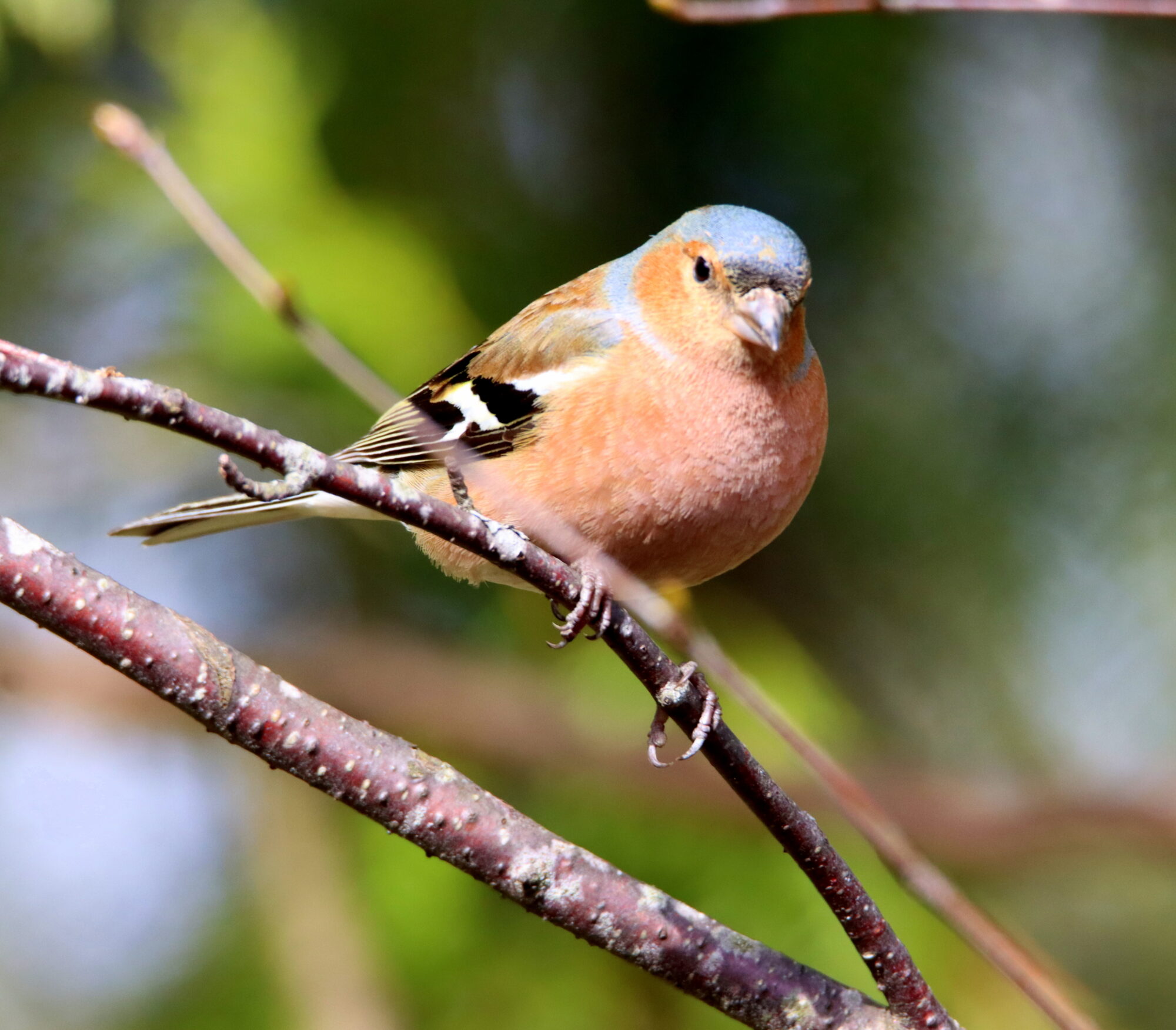 Valokuvaaja: Irja Lehtinen