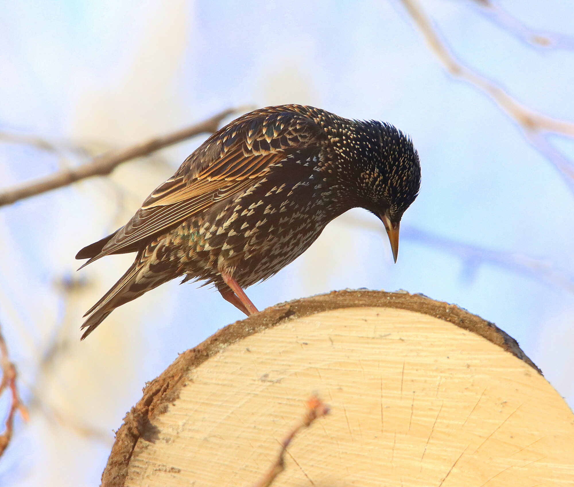 Valokuvaaja: Irja Lehtinen