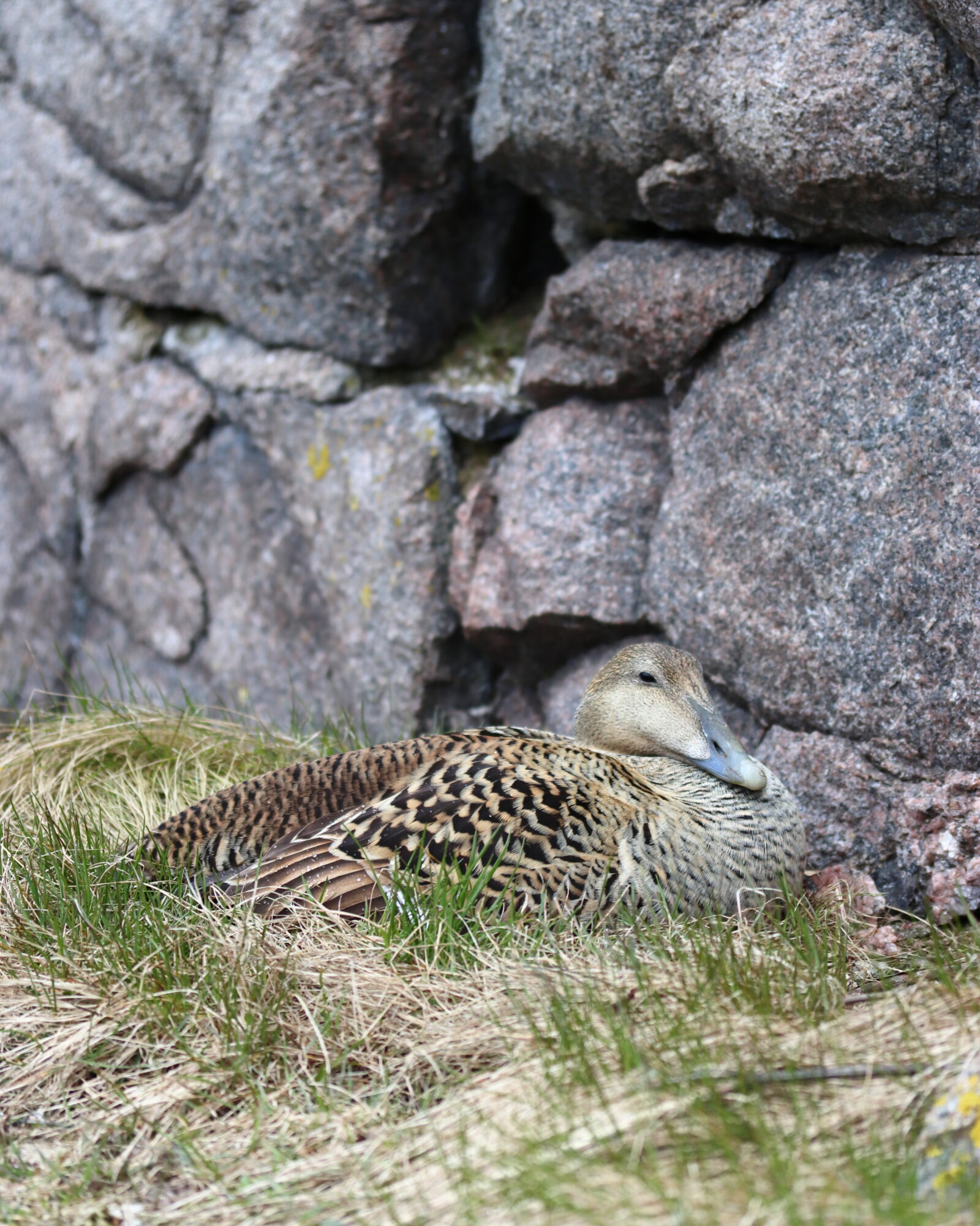 Valokuvaaja: Nora Wilson Valokuvaaja: Nora Wilson