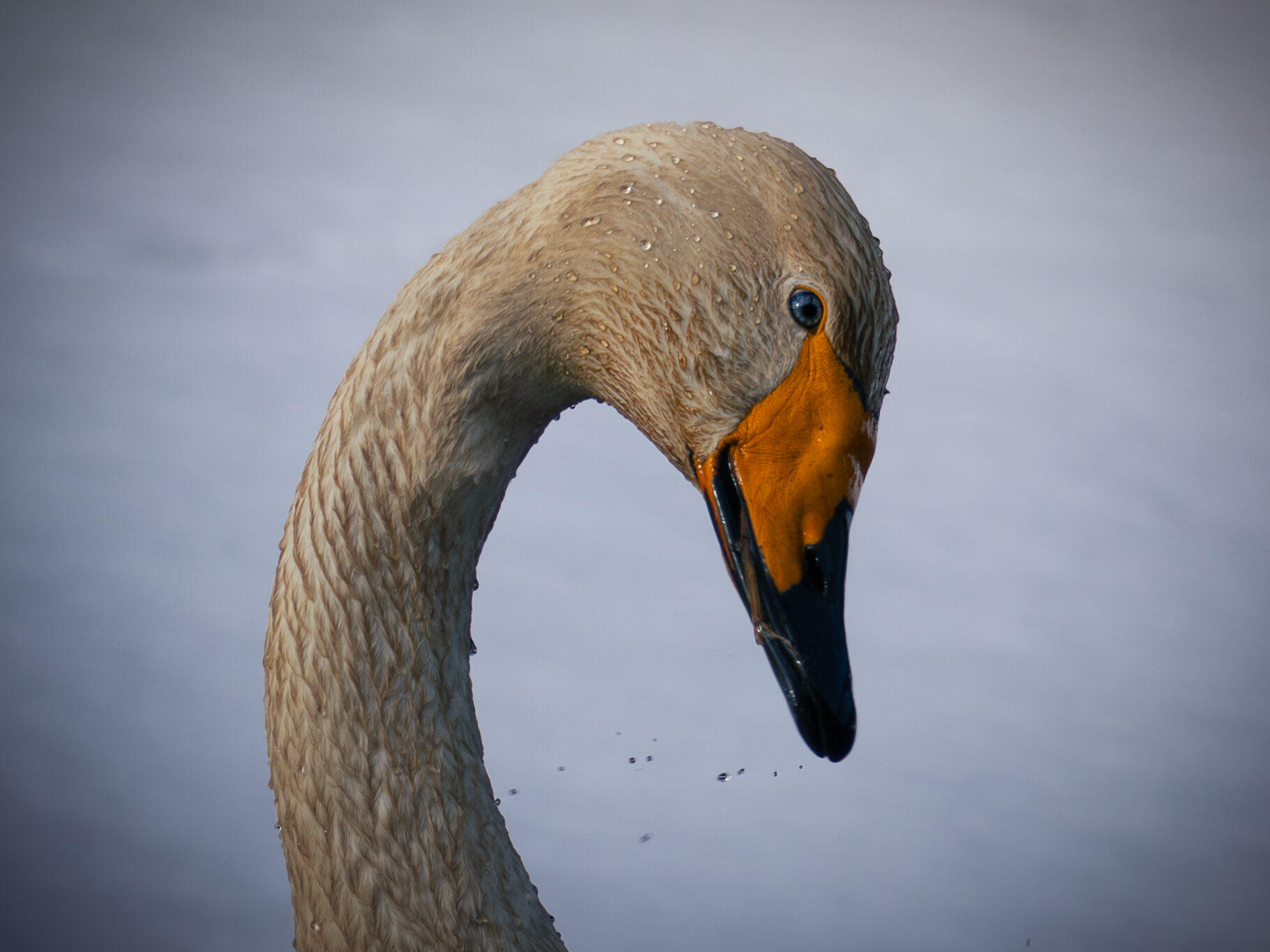 Valokuvaaja: Leevi Halme