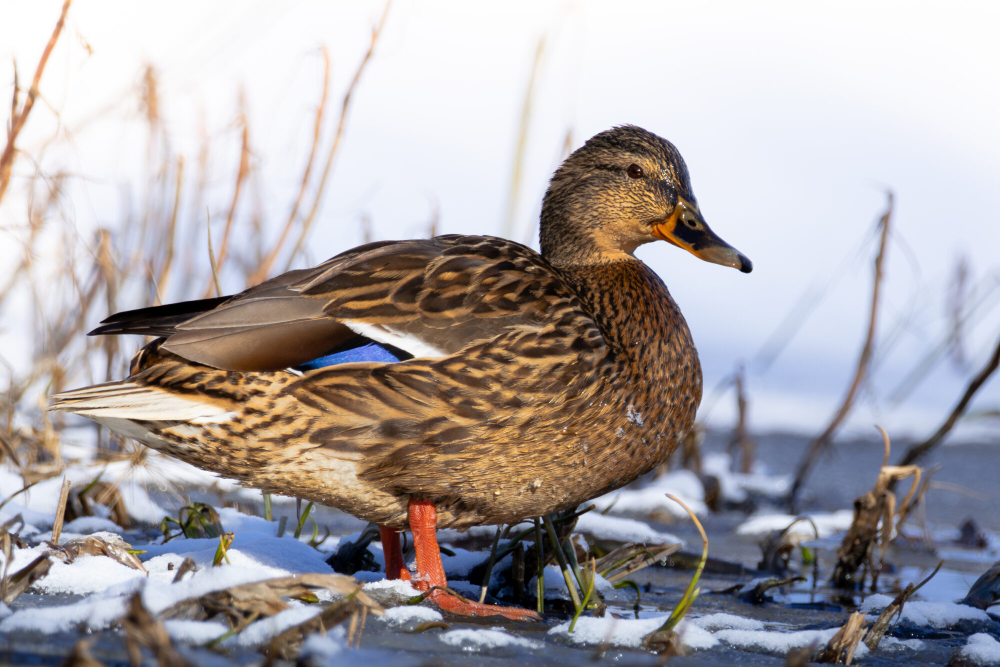 Valokuvaaja: Leevi Halme Valokuvaaja: Leevi Halme