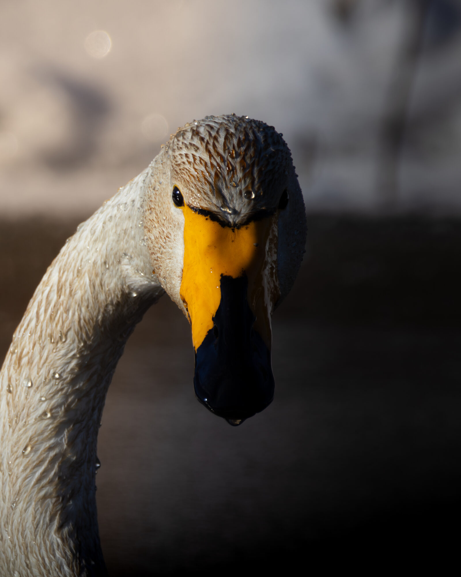 Valokuvaaja: Leevi Halme