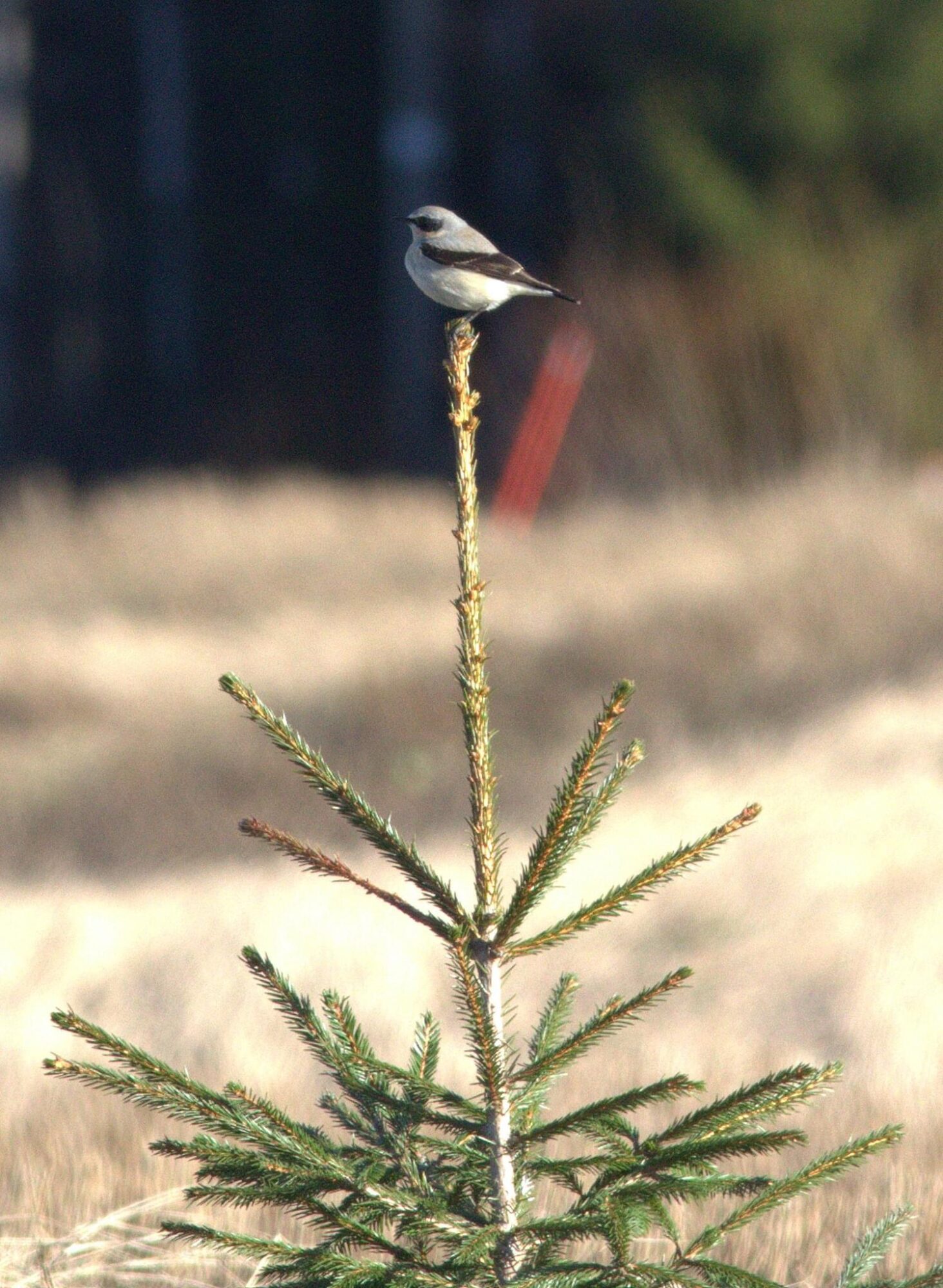 Valokuvaaja: Tapio Keinonen