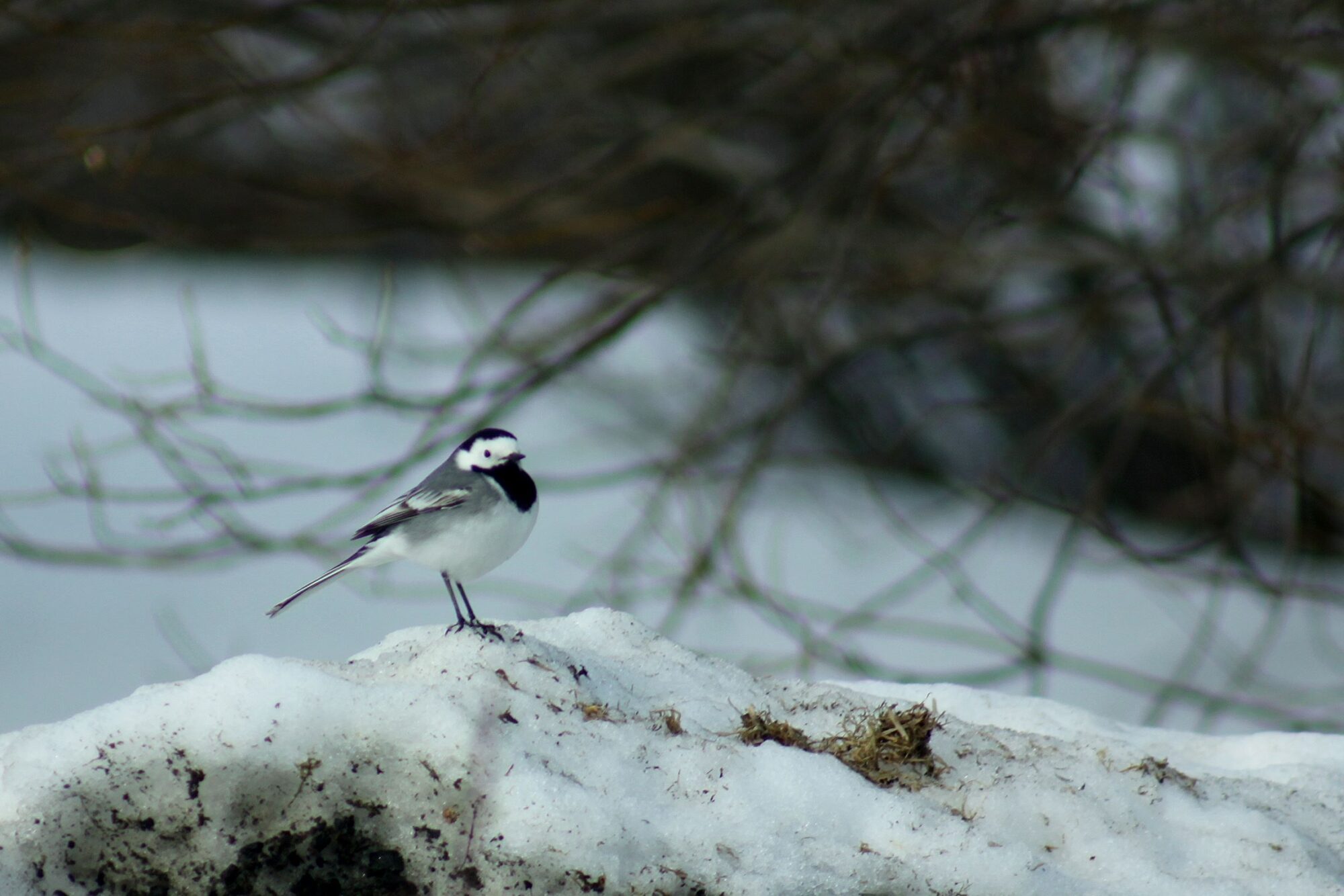 Valokuvaaja: Pirkko Siukonen Valokuvaaja: Pirkko Siukonen
