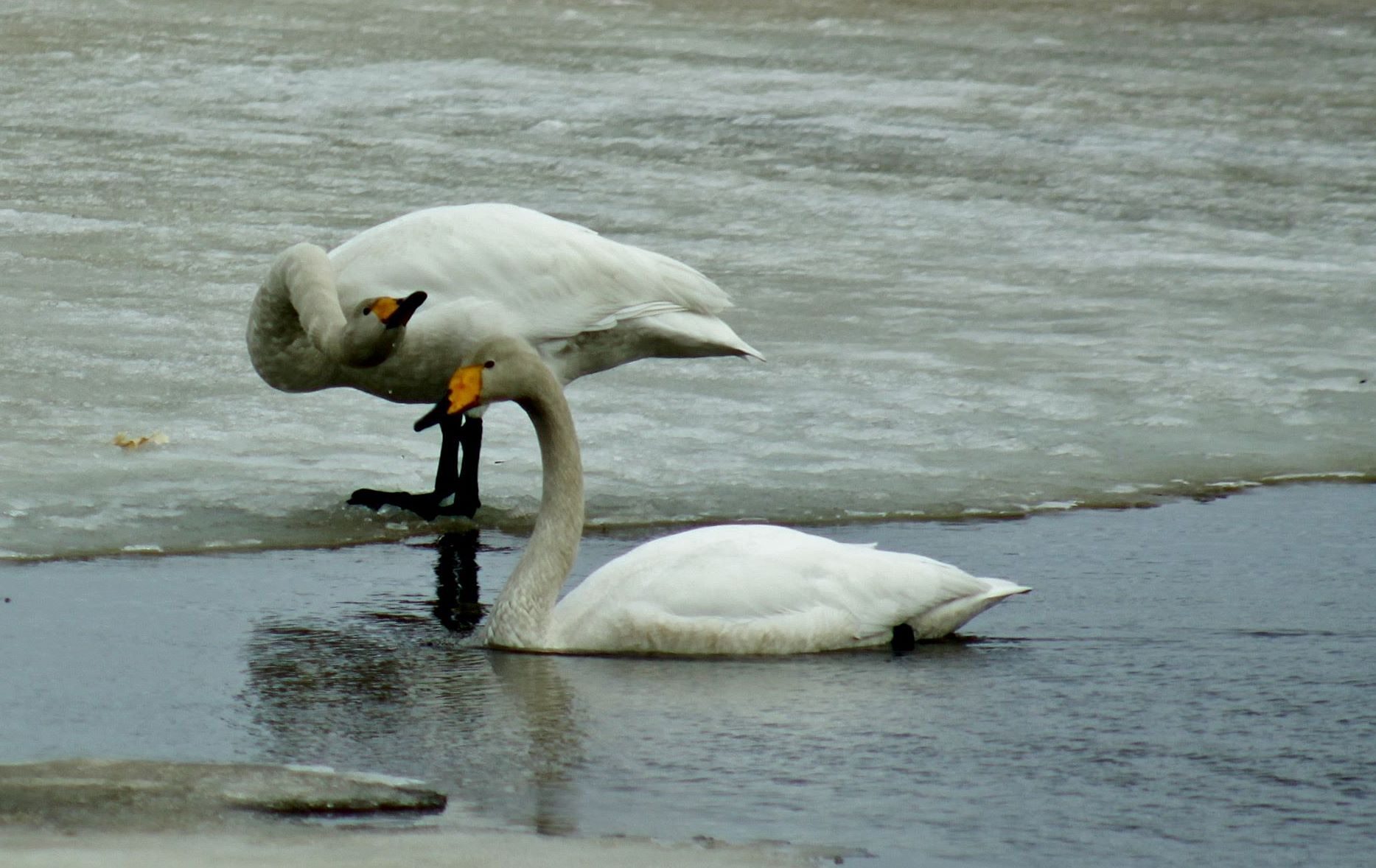 Valokuvaaja: Pirkko Siukonen