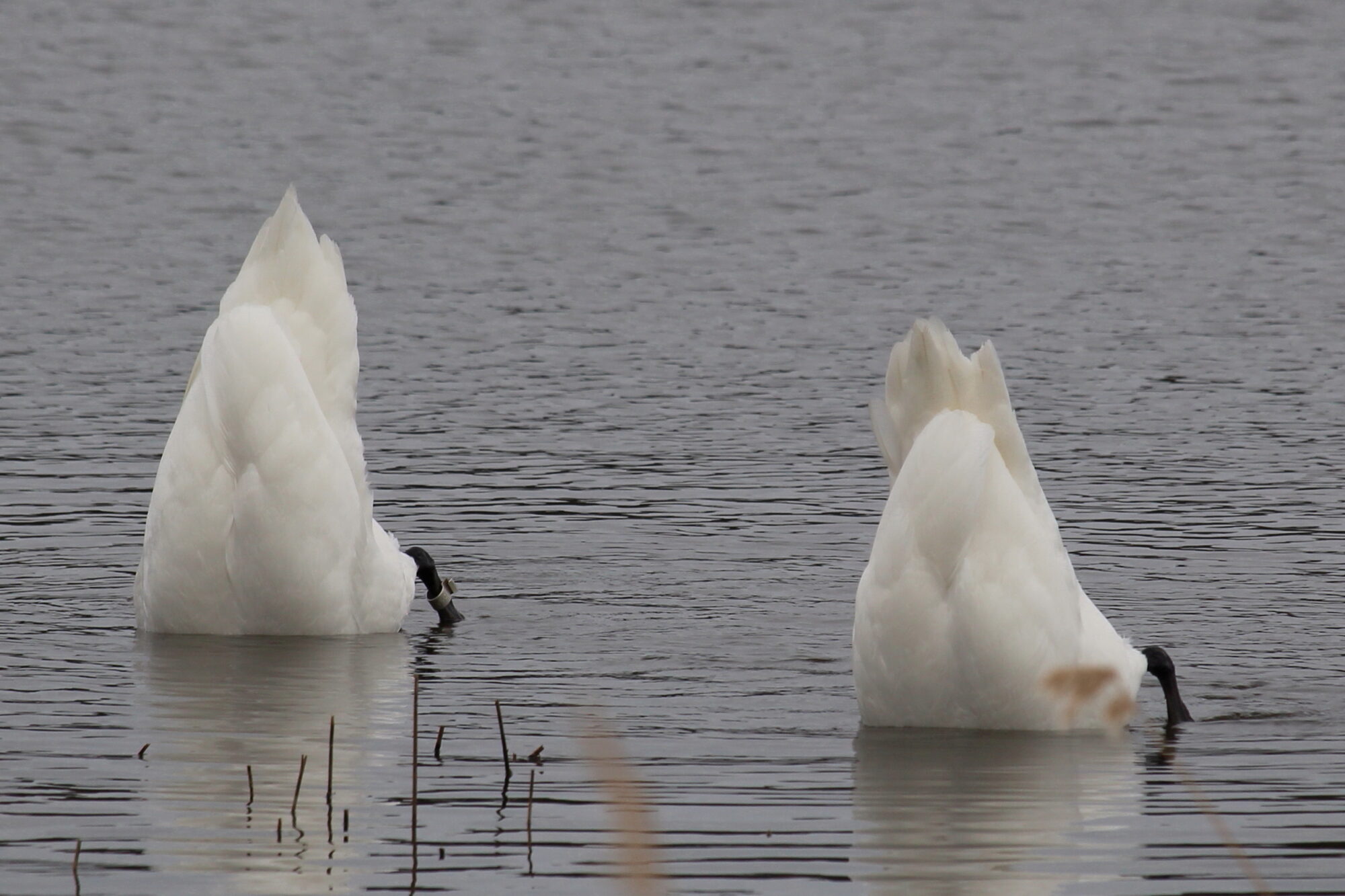 Valokuvaaja: Kirsi-Marja Joenpolvi