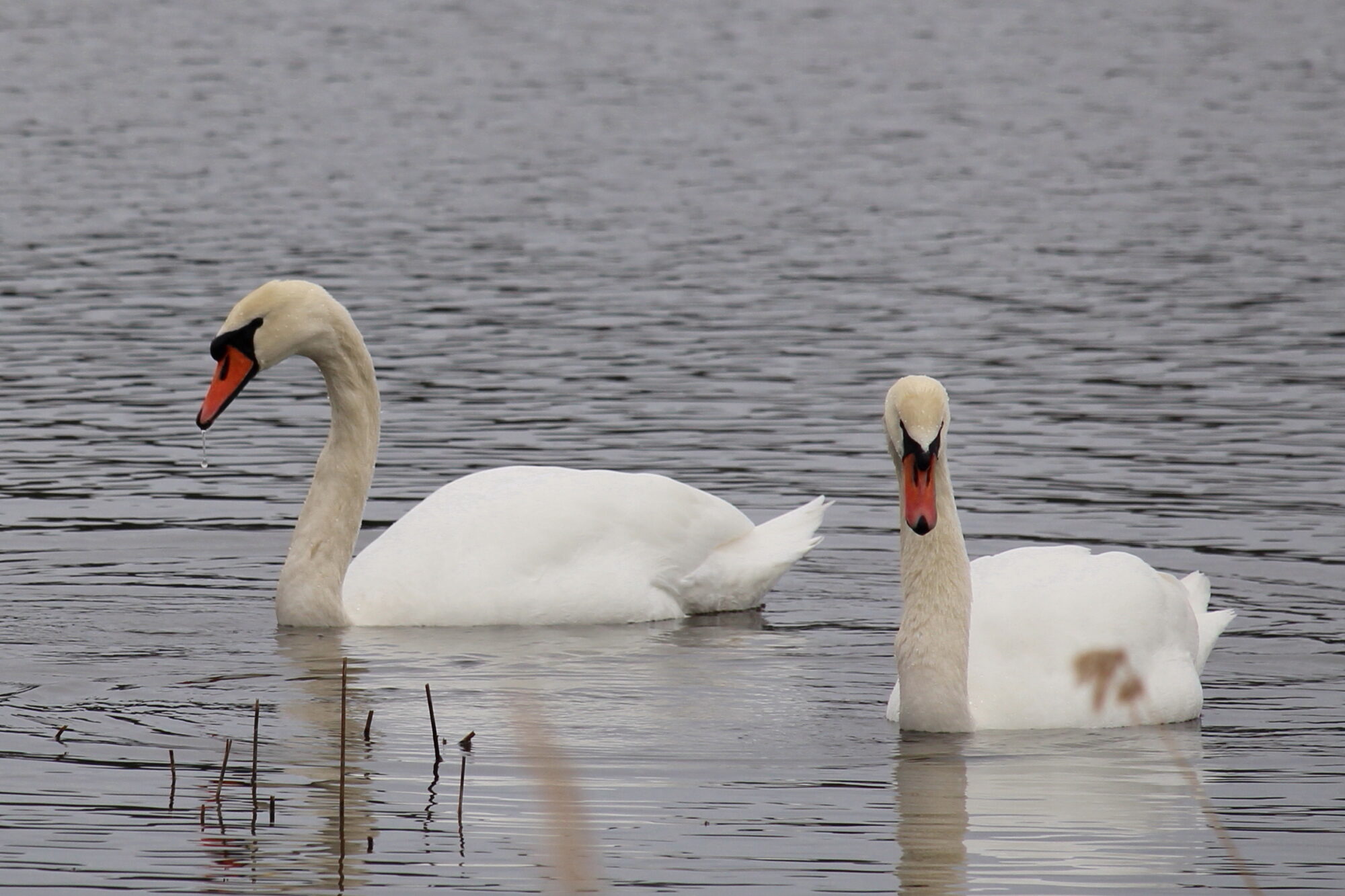 Valokuvaaja: Kirsi-Marja Joenpolvi Valokuvaaja: Kirsi-Marja Joenpolvi