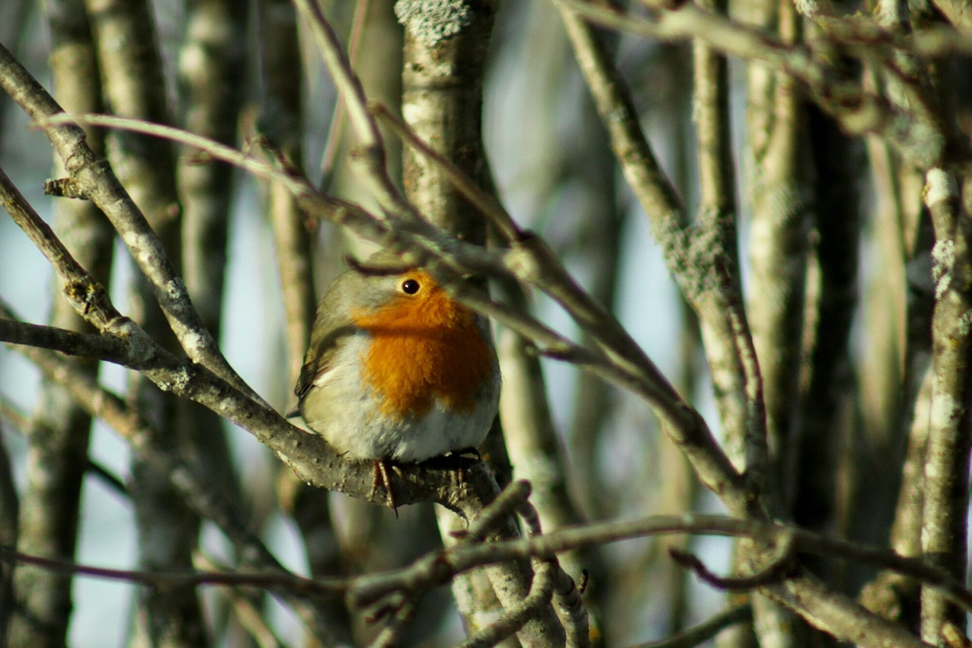 Valokuvaaja: Pirkko Siukonen