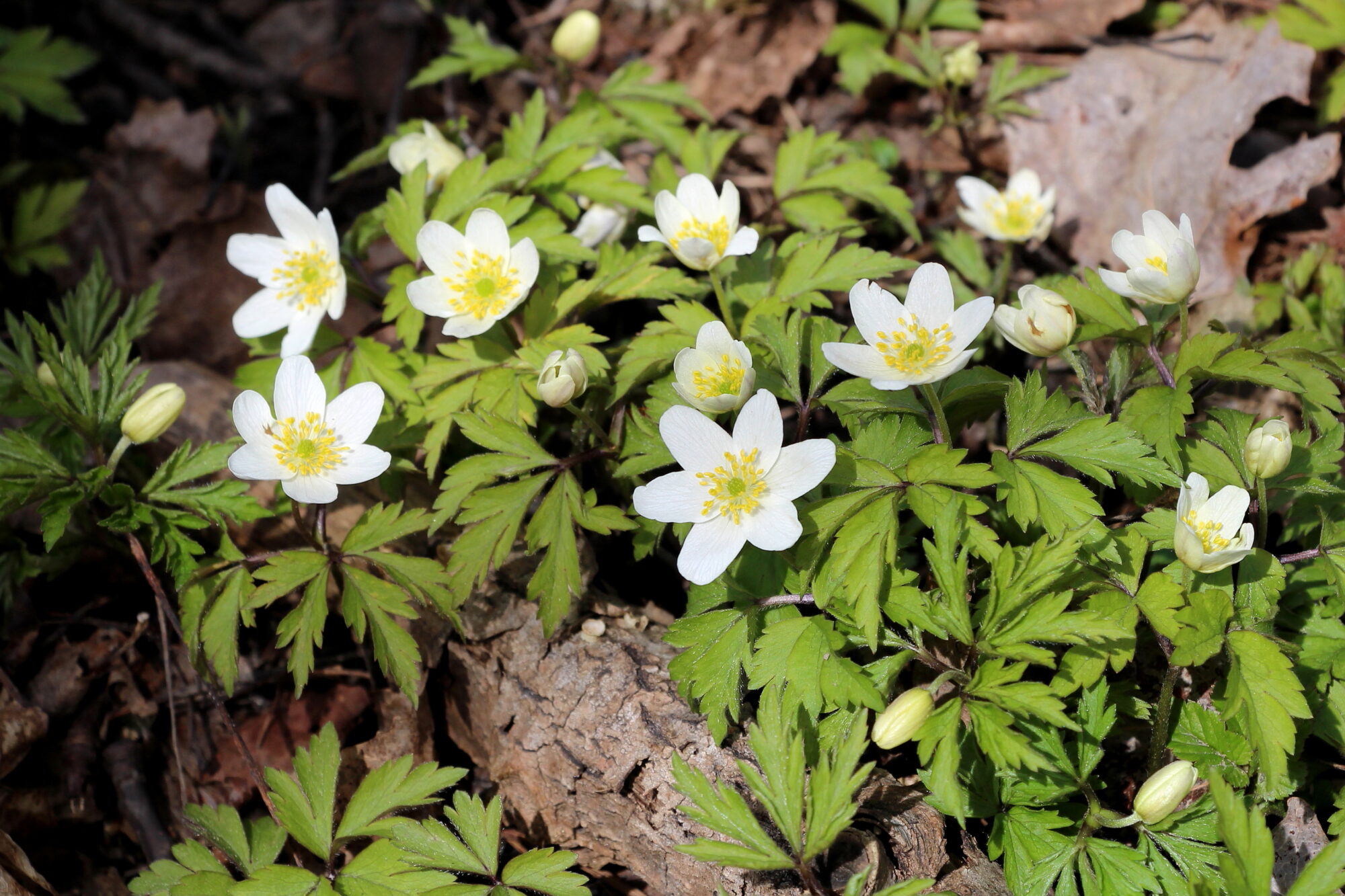 Valokuvaaja: Kirsi-Marja Joenpolvi