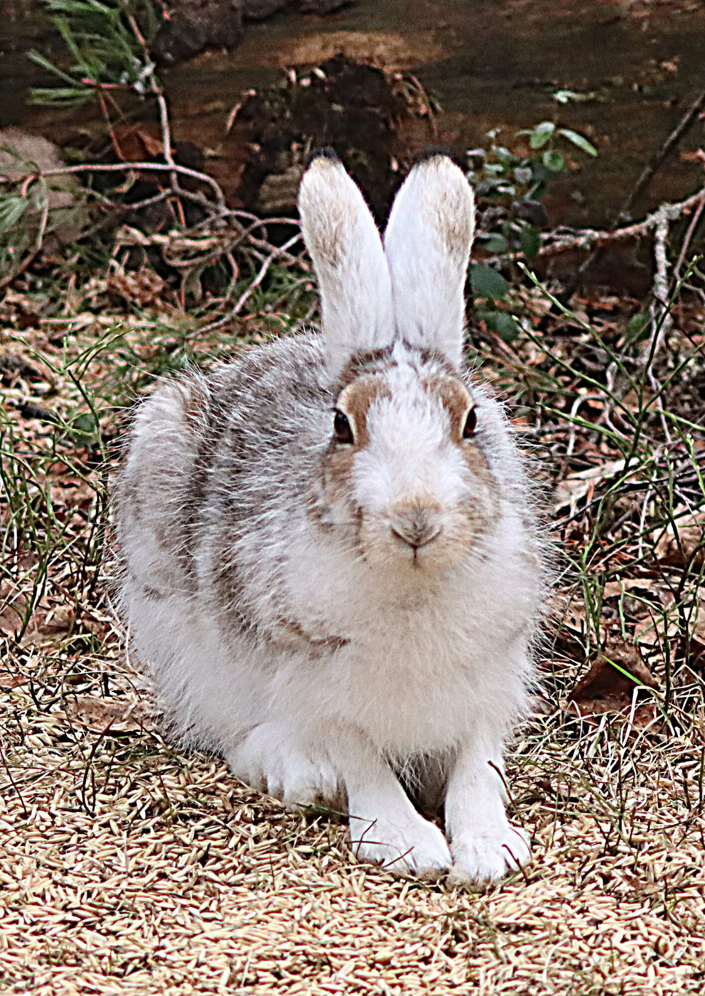 Valokuvaaja: Hannu Rasiranta