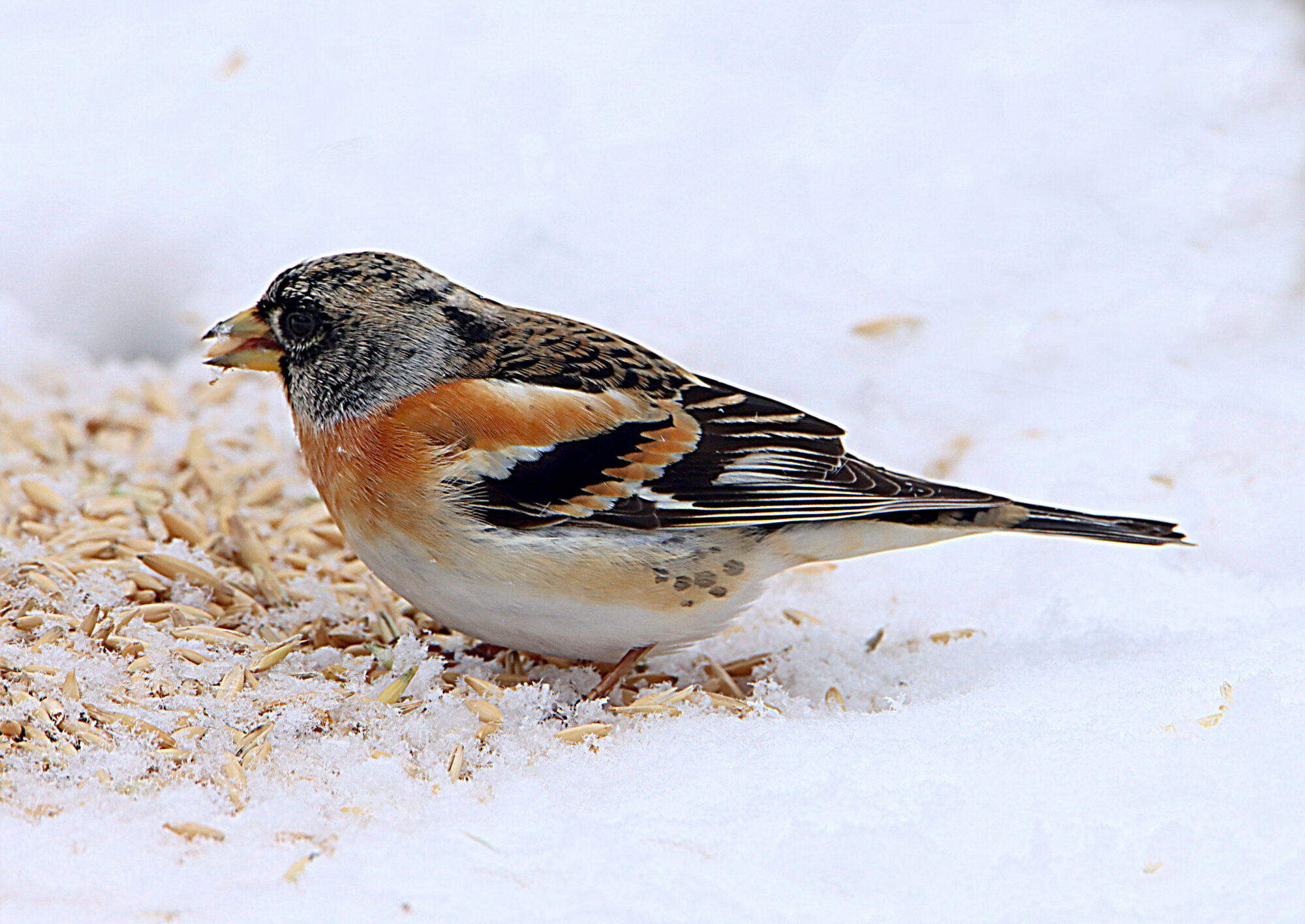 Valokuvaaja: Hannu Rasiranta Valokuvaaja: Hannu Rasiranta