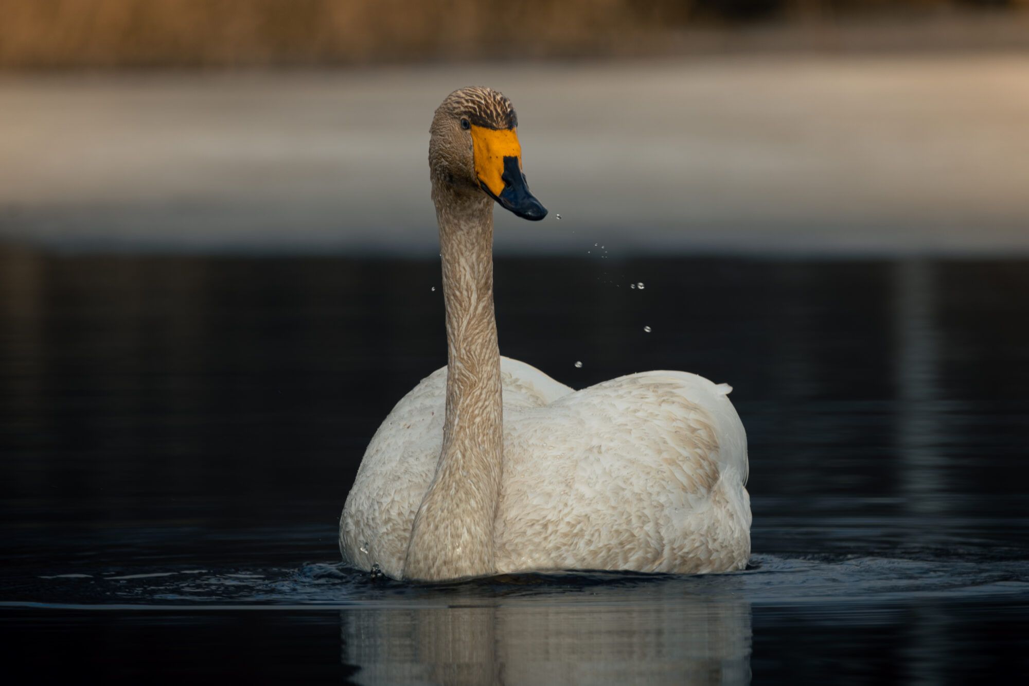 Valokuvaaja: Leevi Halme