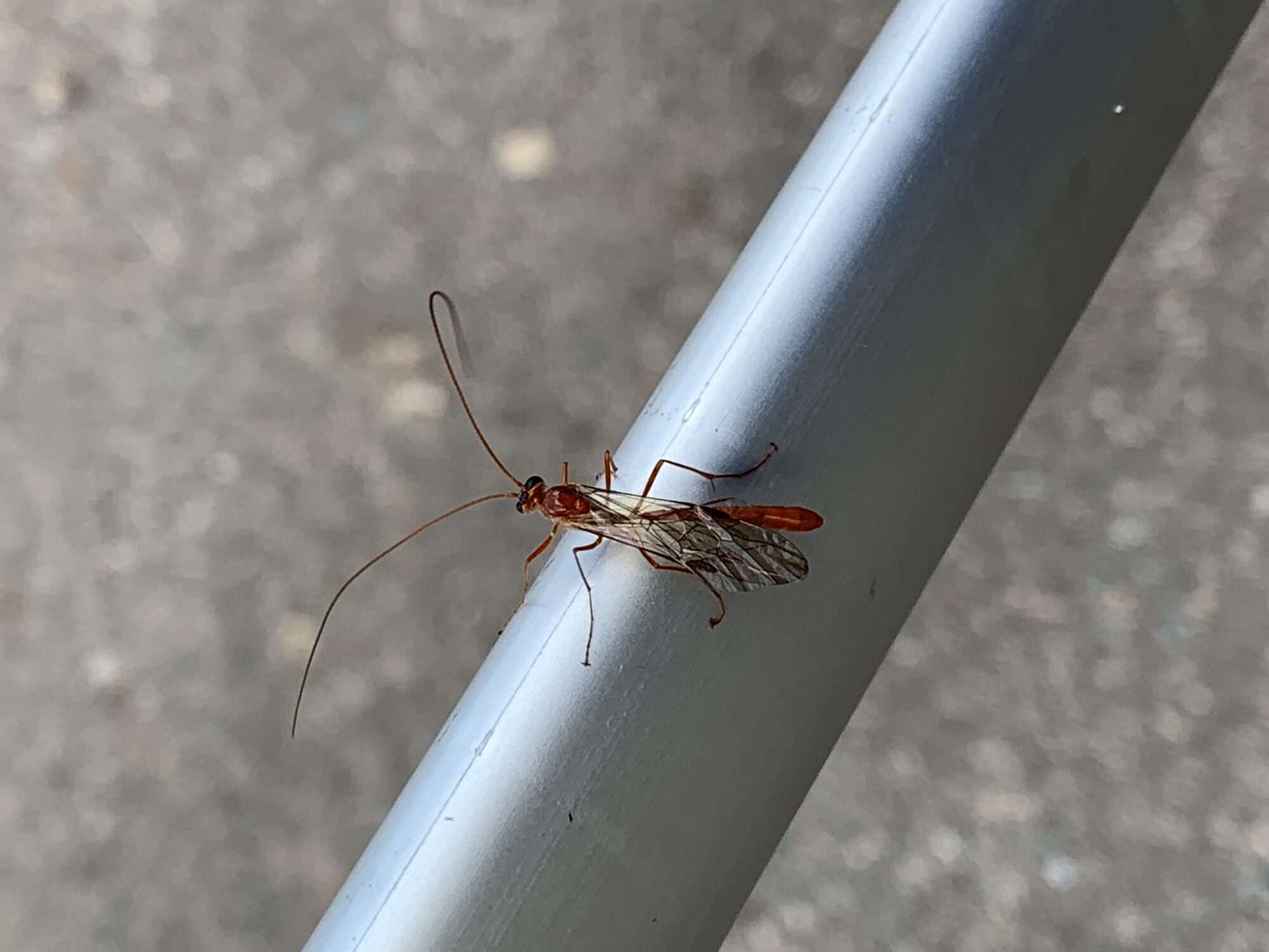 Valokuvaaja: Laura Ikonen