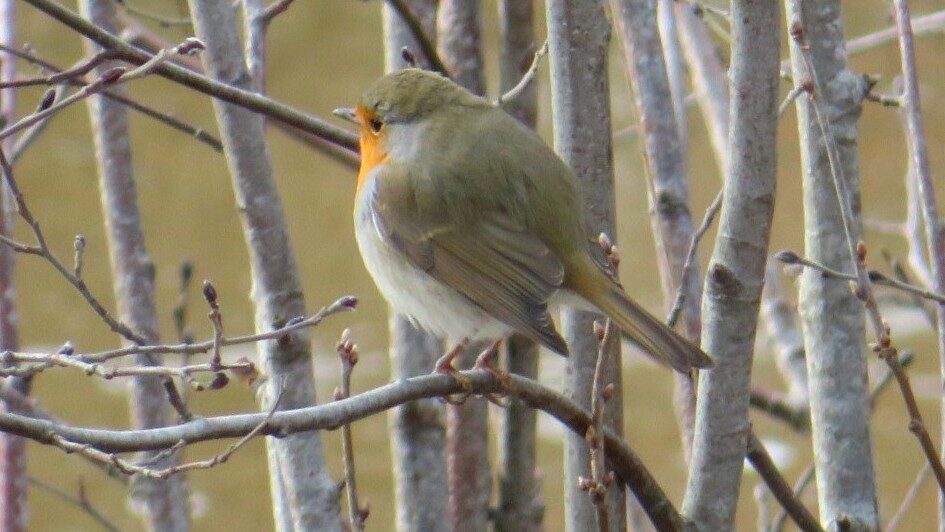 Valokuvaaja: Risto Kangassalo