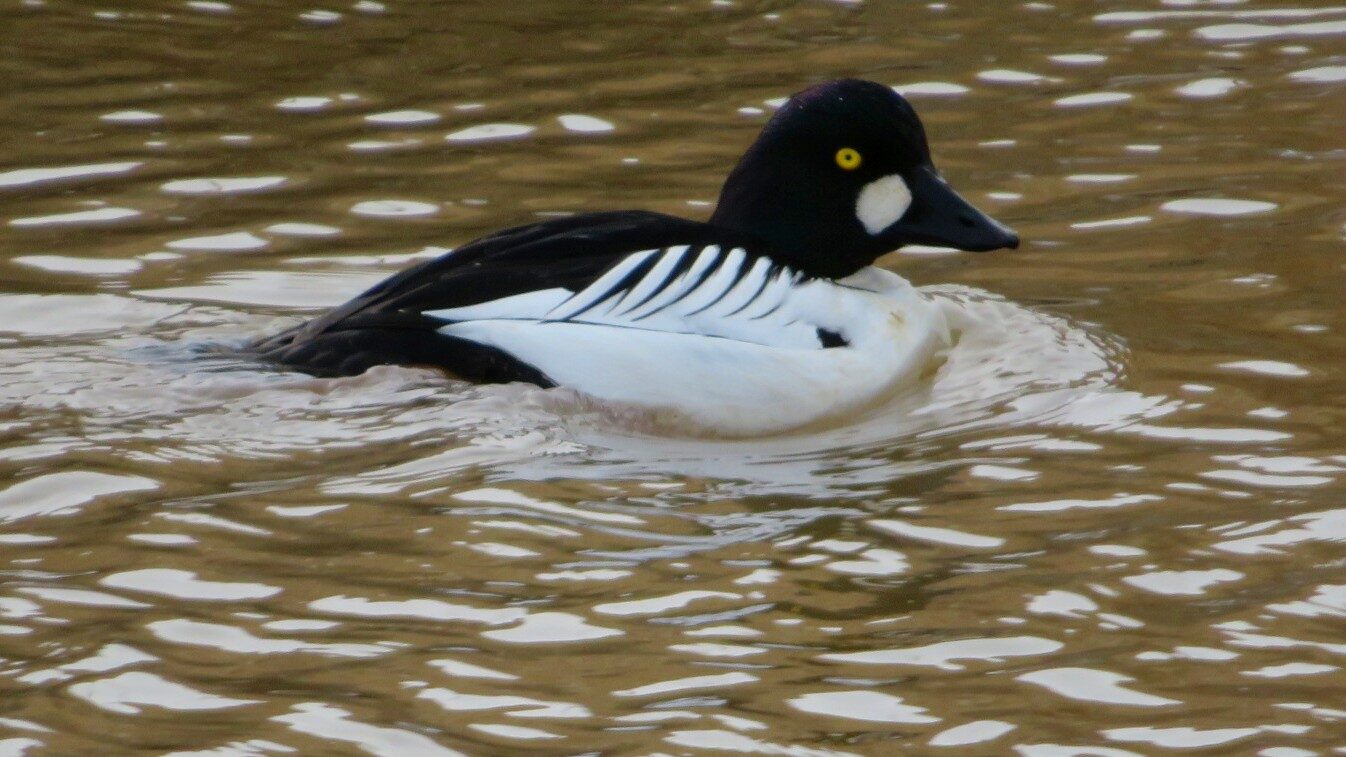 Valokuvaaja: Risto Kangassalo