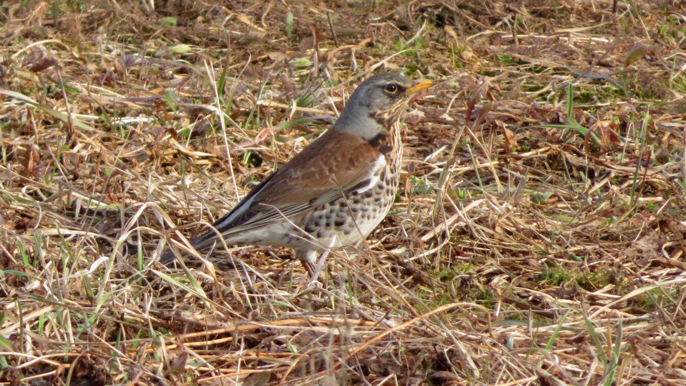 Valokuvaaja: Risto Kangassalo