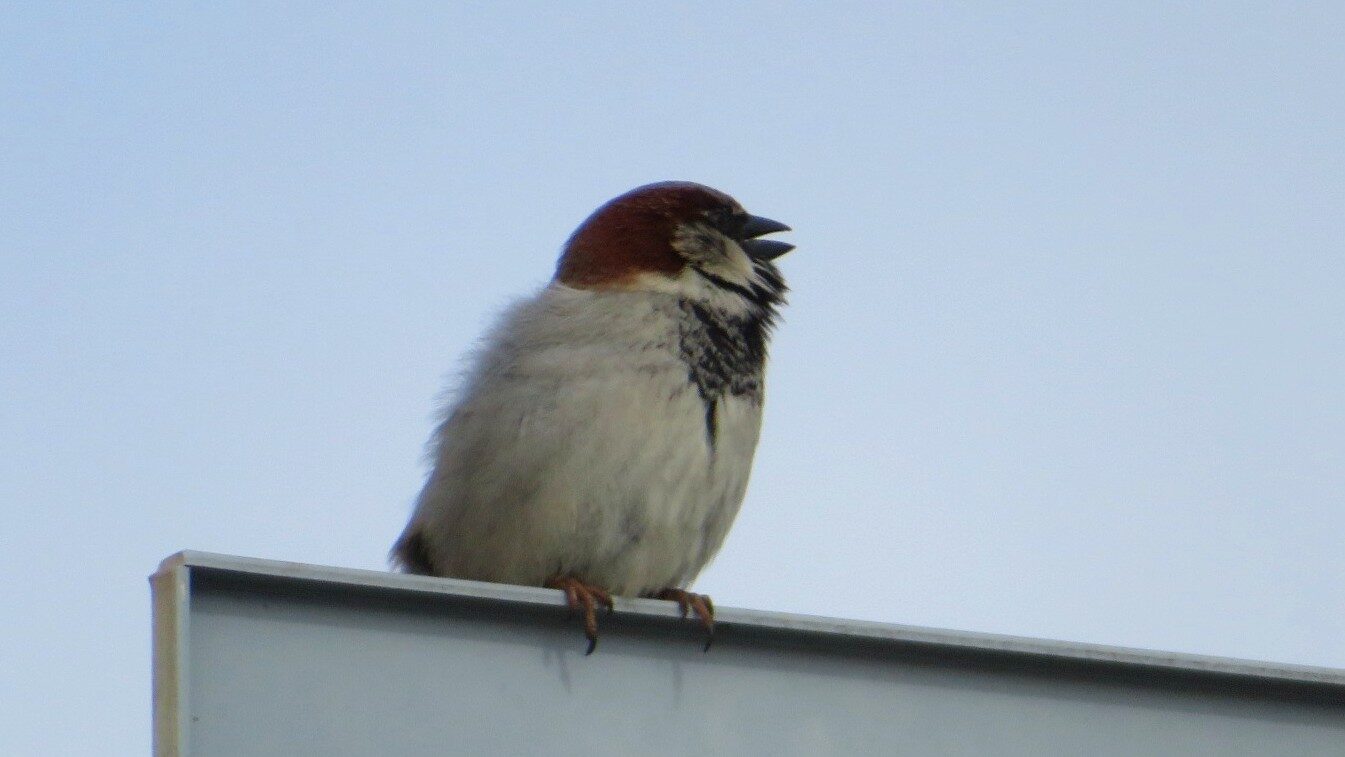 Valokuvaaja: Risto Kangassalo