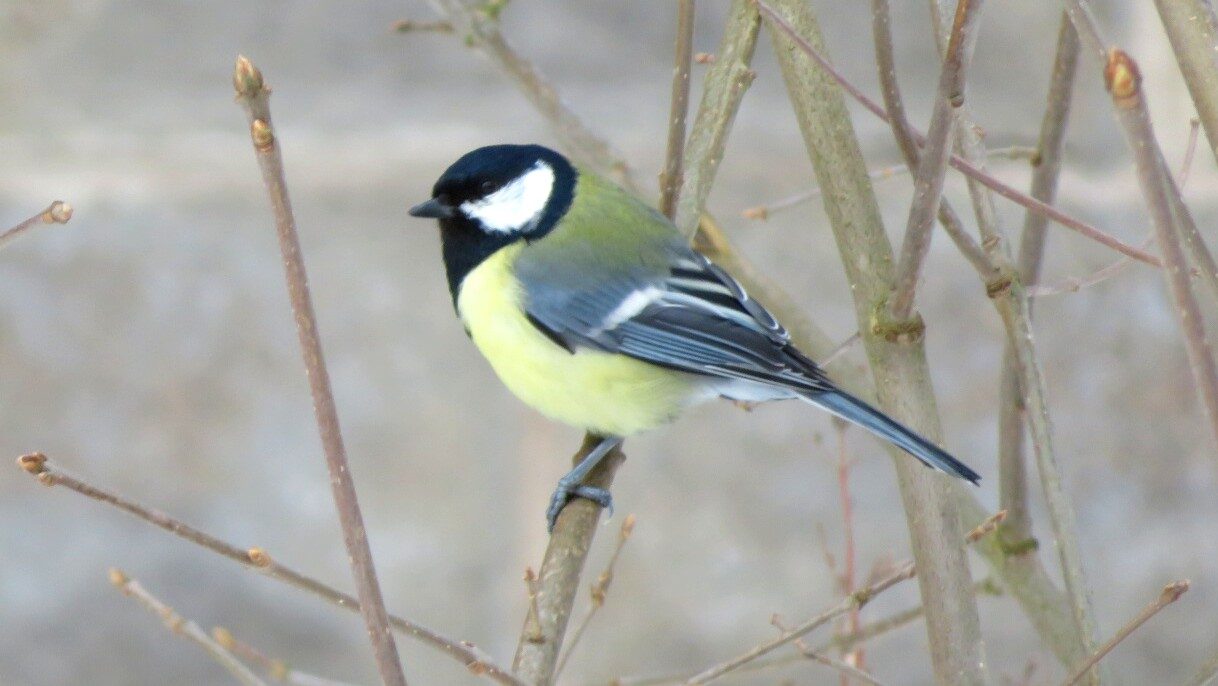 Valokuvaaja: Risto Kangassalo