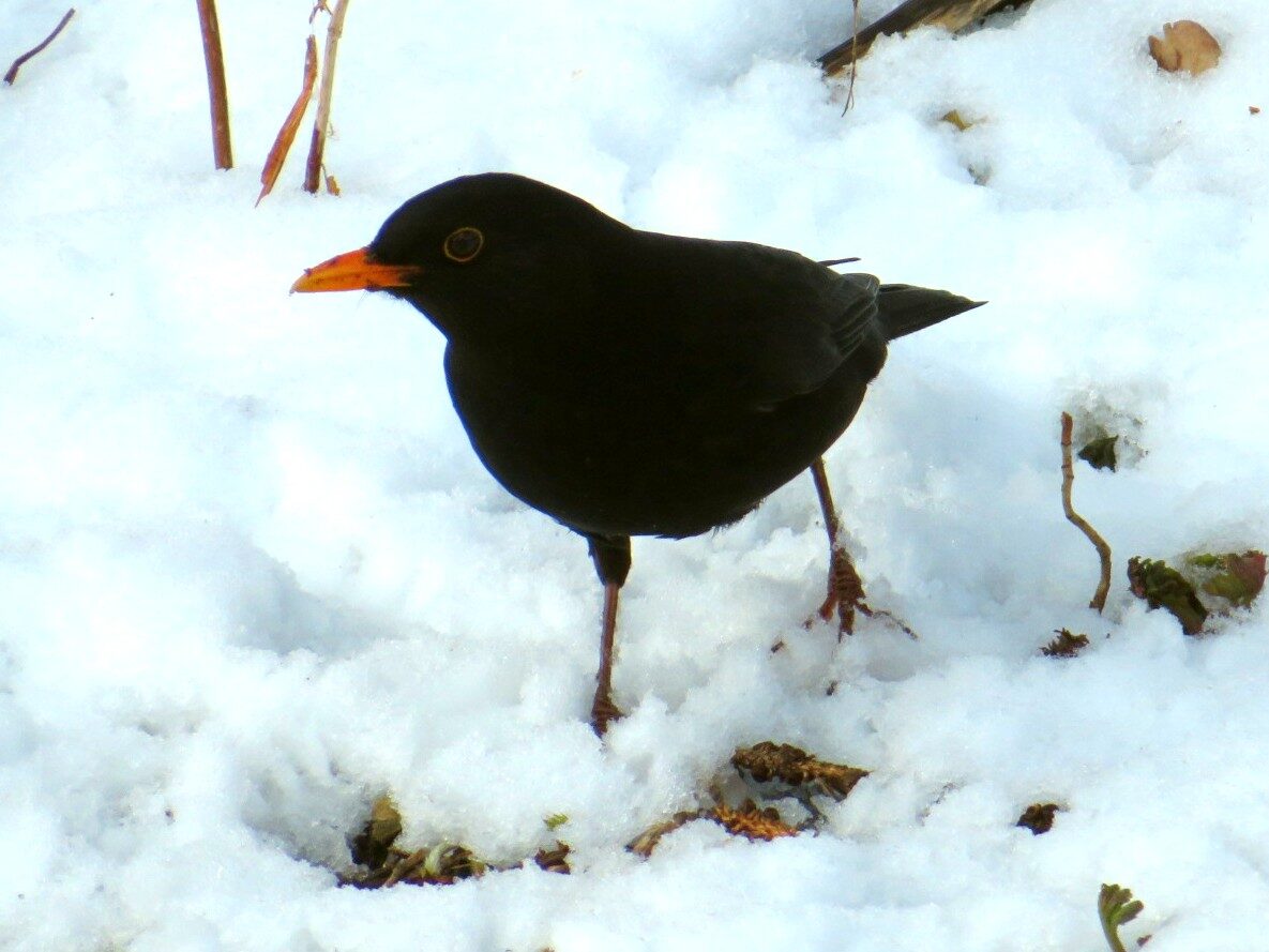 Valokuvaaja: Risto Kangassalo