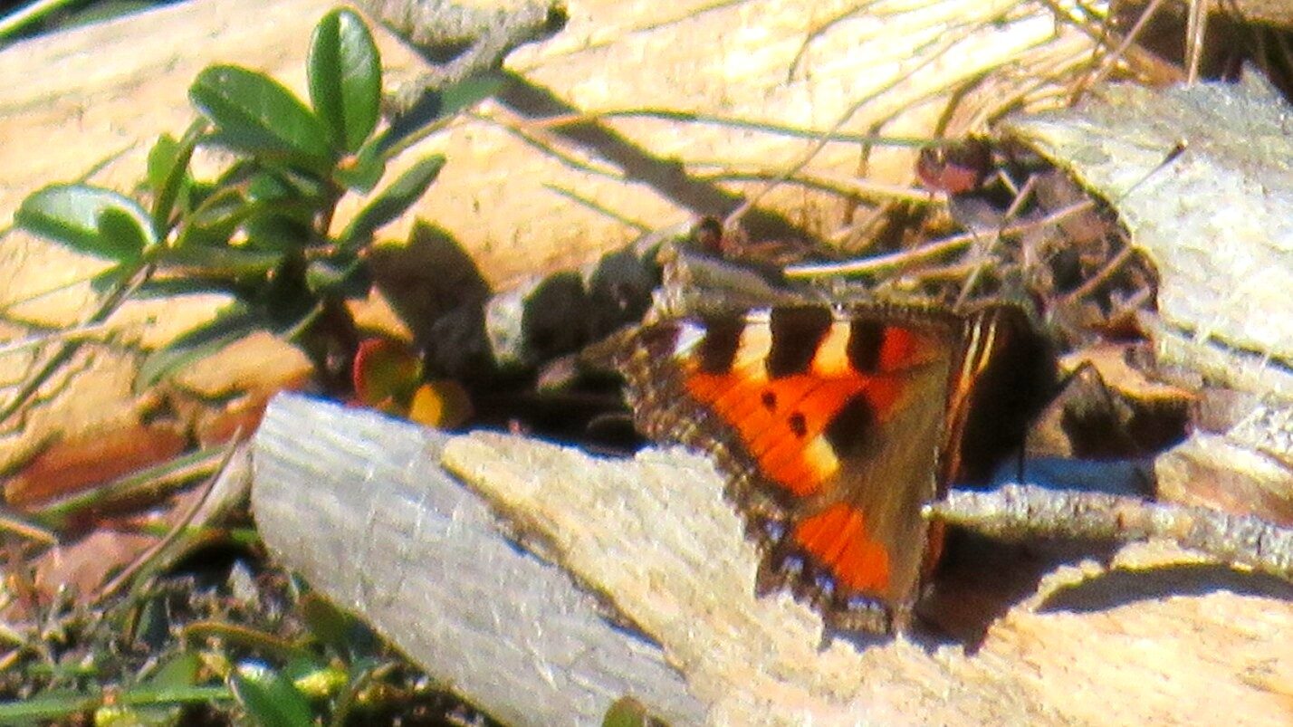 Valokuvaaja: Risto Kangassalo