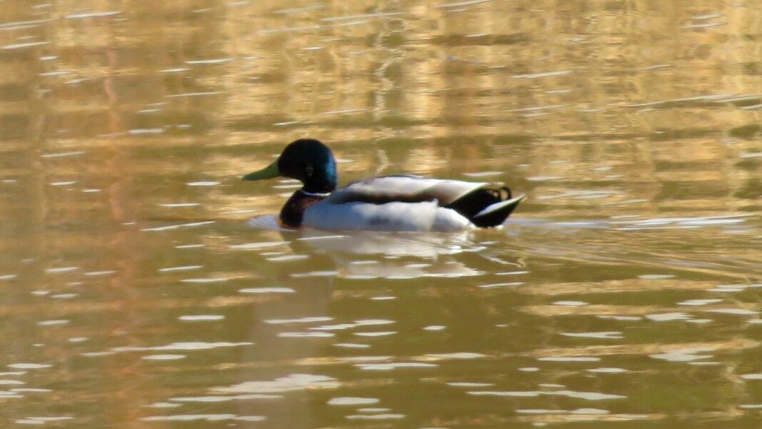 Valokuvaaja: Risto Kangassalo