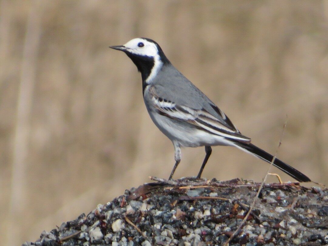 Valokuvaaja: Risto Kangassalo