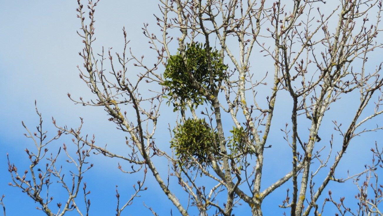 Valokuvaaja: Risto Kangassalo