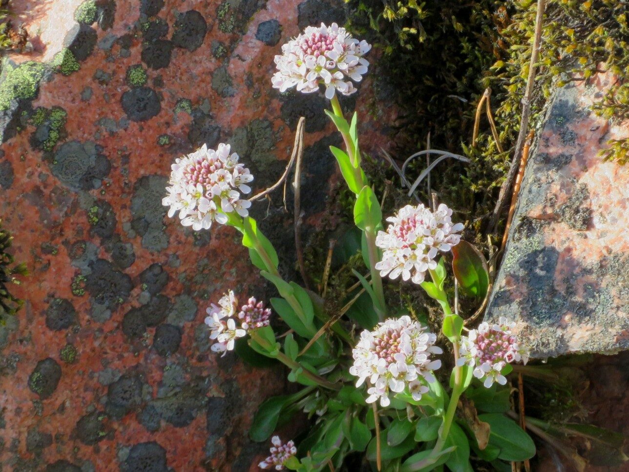 Valokuvaaja: Risto Kangassalo Valokuvaaja: Risto Kangassalo