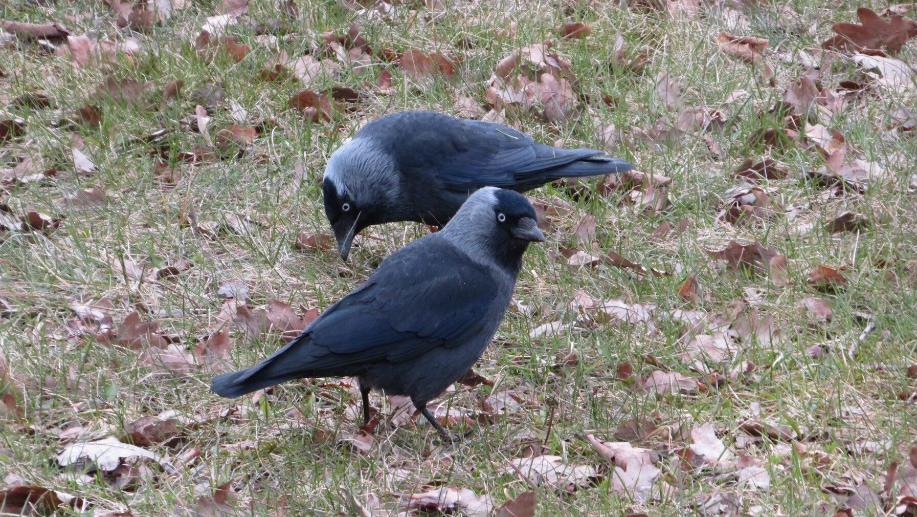 Valokuvaaja: Risto Kangassalo Valokuvaaja: Risto Kangassalo