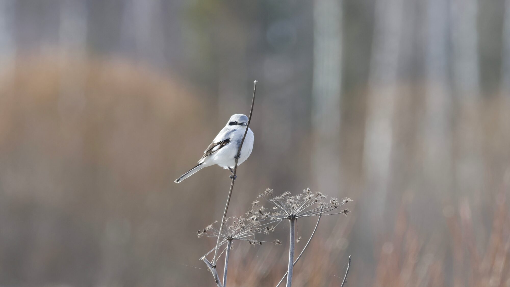 Valokuvaaja: TOMMI KUJALA Valokuvaaja: TOMMI KUJALA