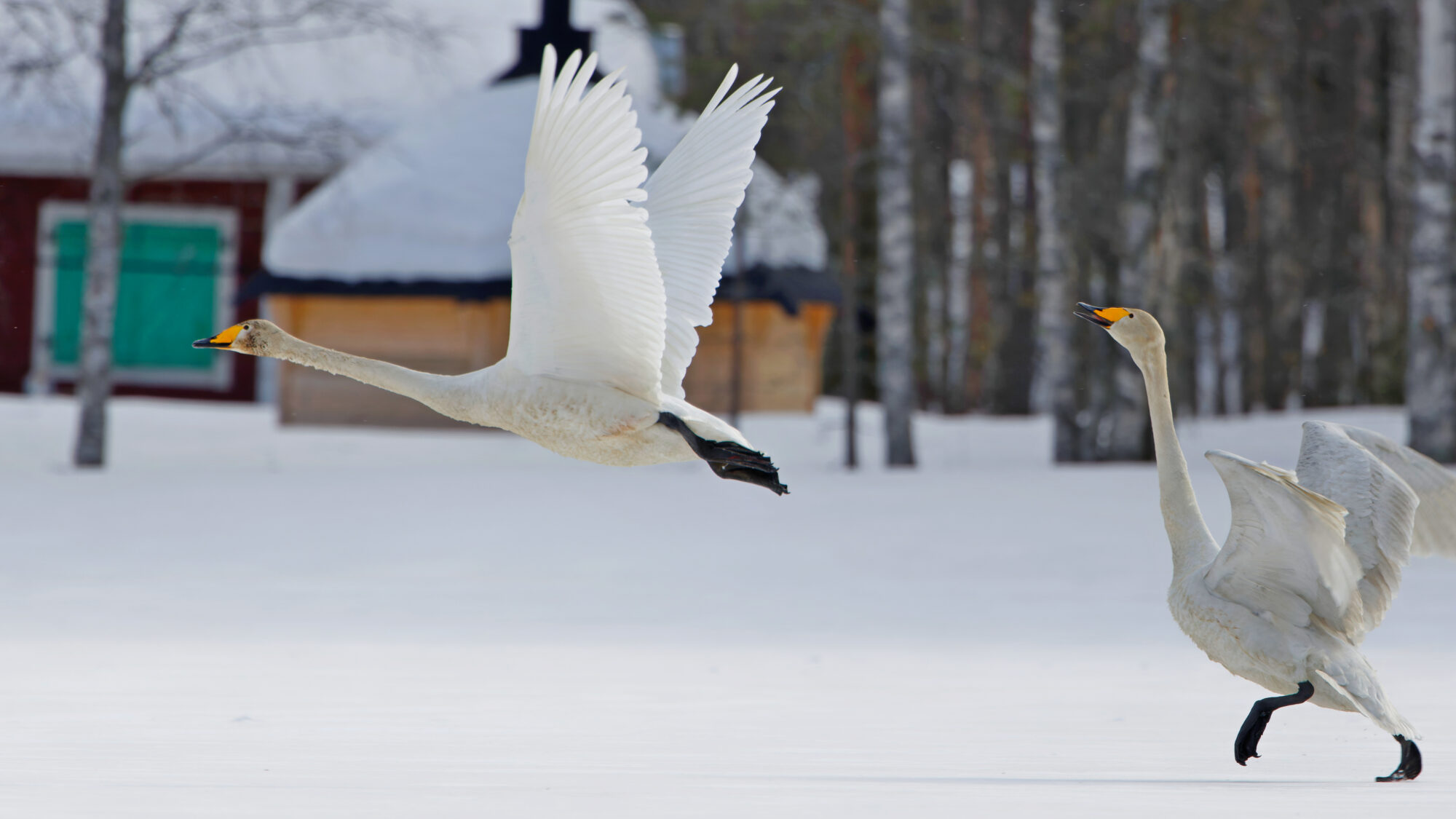 Valokuvaaja: TOMMI KUJALA Valokuvaaja: TOMMI KUJALA