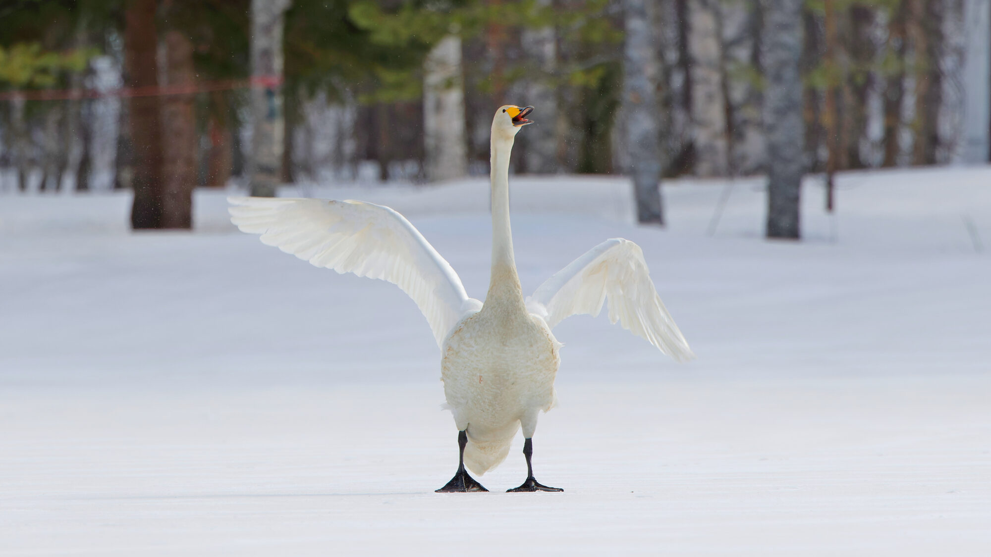 Valokuvaaja: TOMMI KUJALA