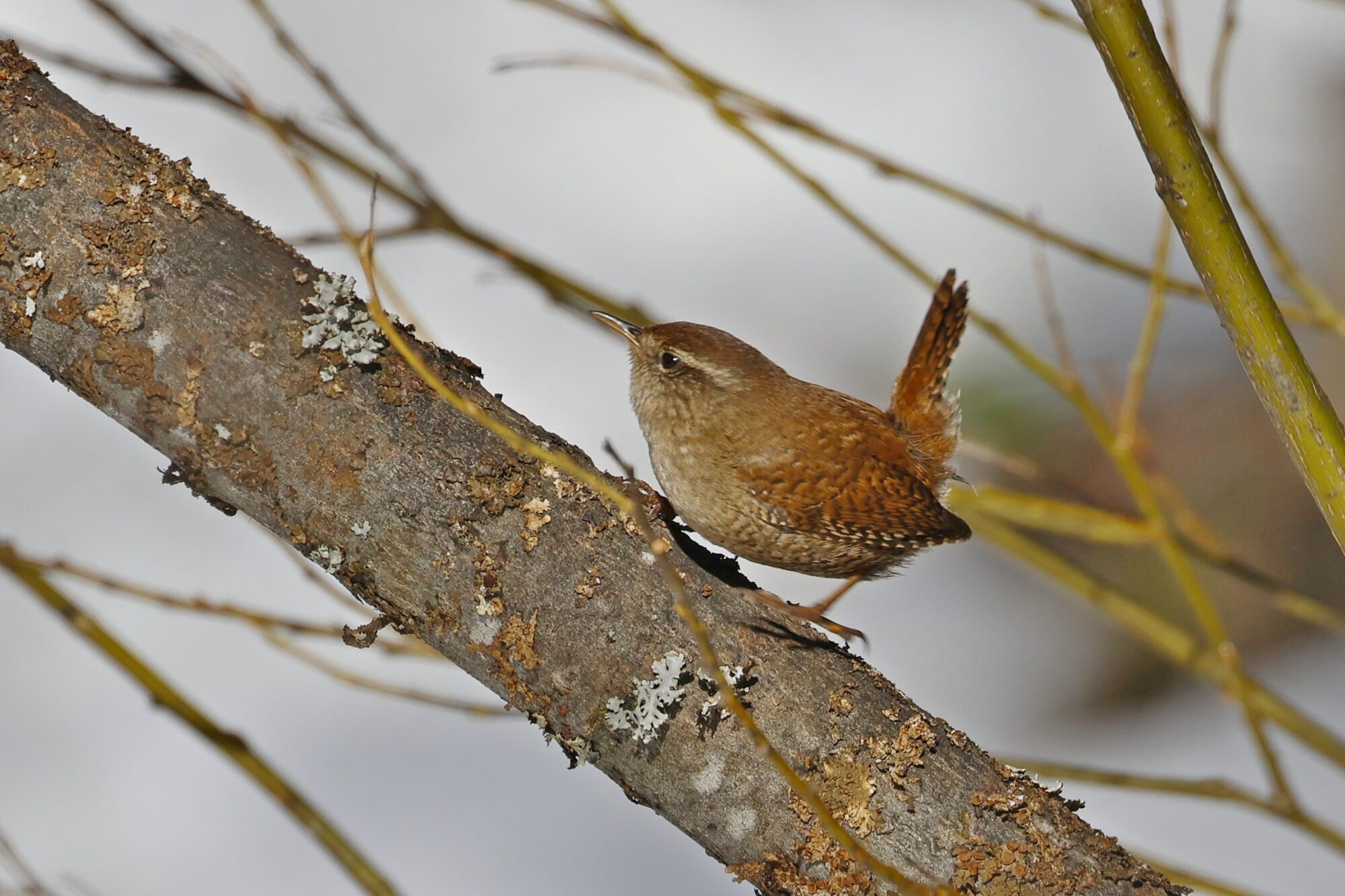 Valokuvaaja: TOMMI KUJALA