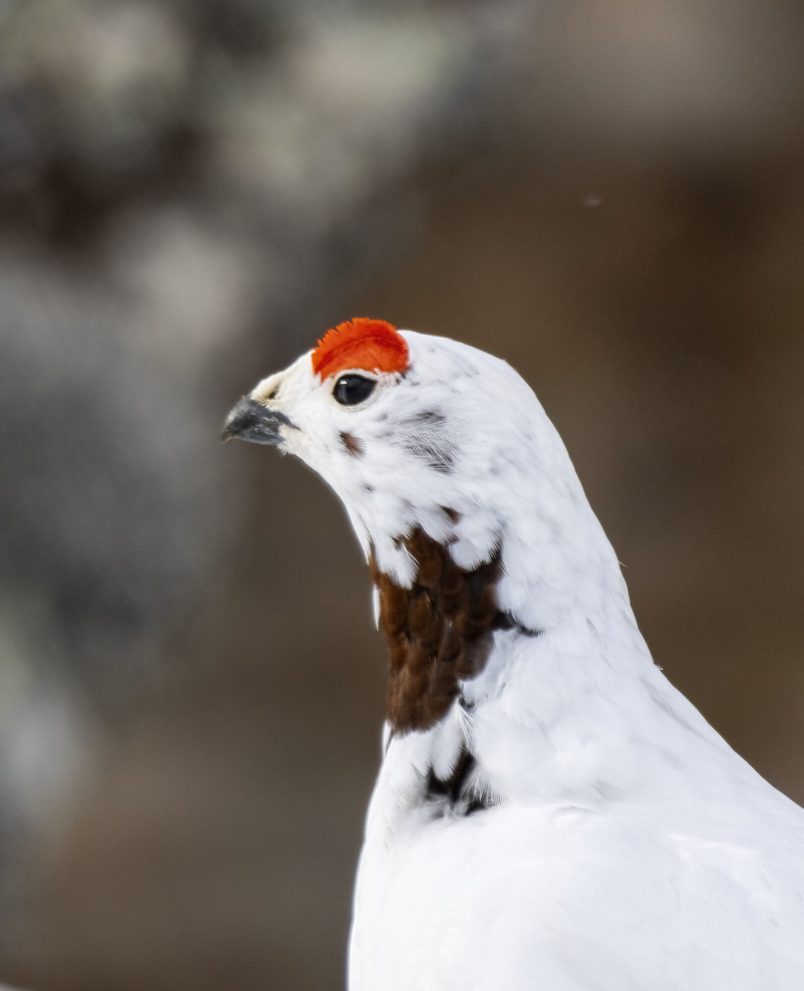 Valokuvaaja: Hannu Tikkanen