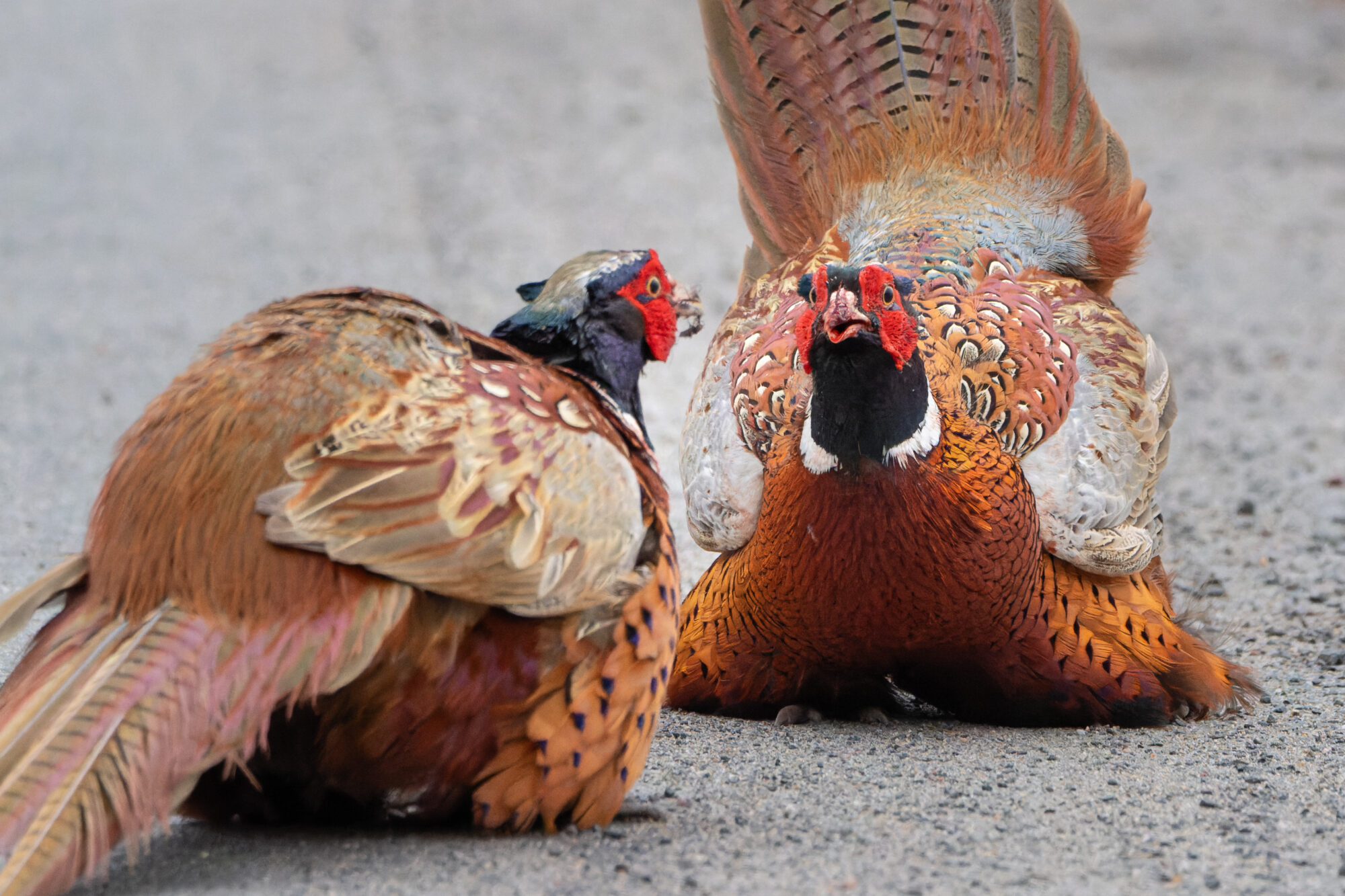Valokuvaaja: TOMMI KUJALA Valokuvaaja: TOMMI KUJALA