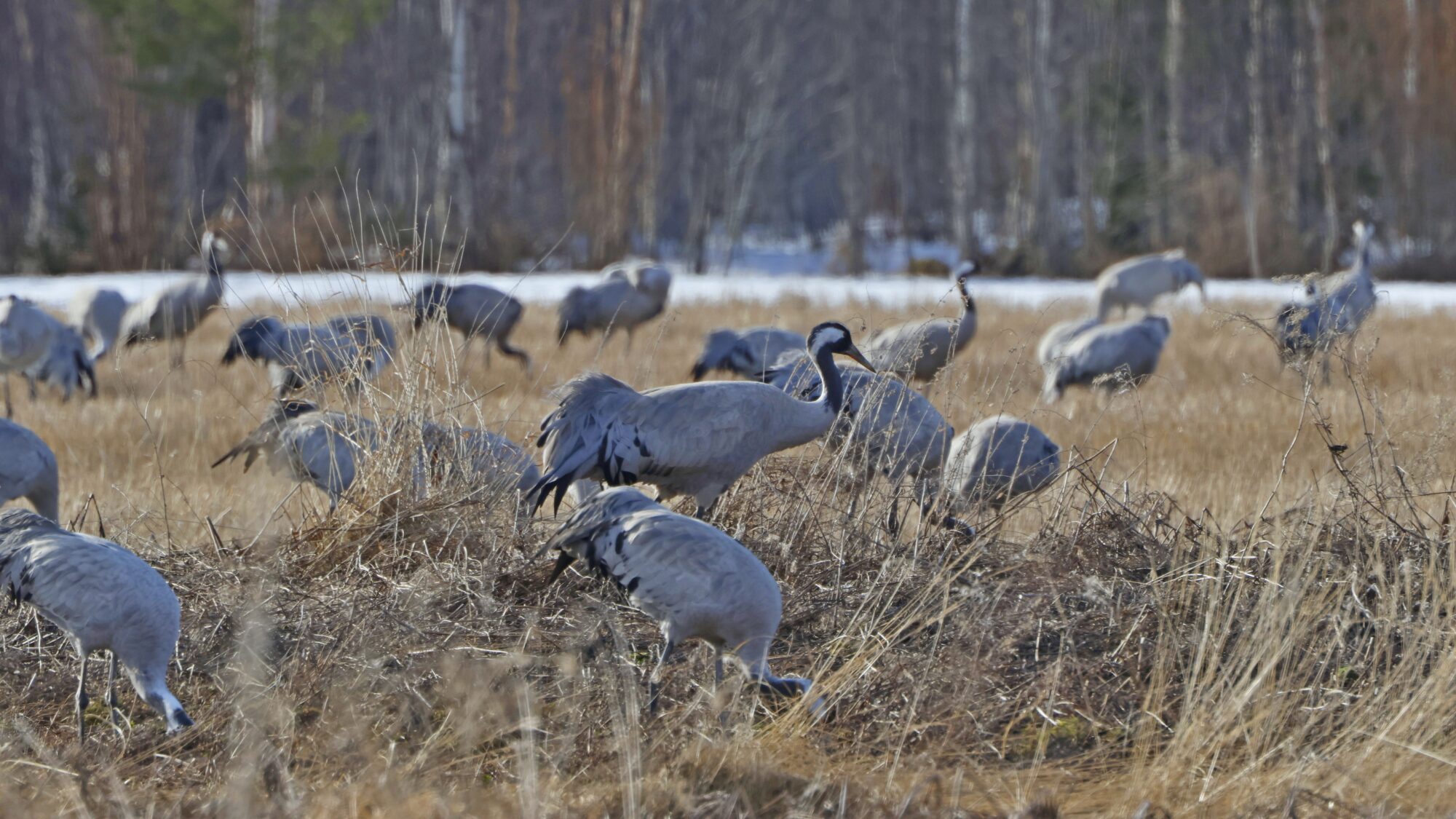 Valokuvaaja: TOMMI KUJALA