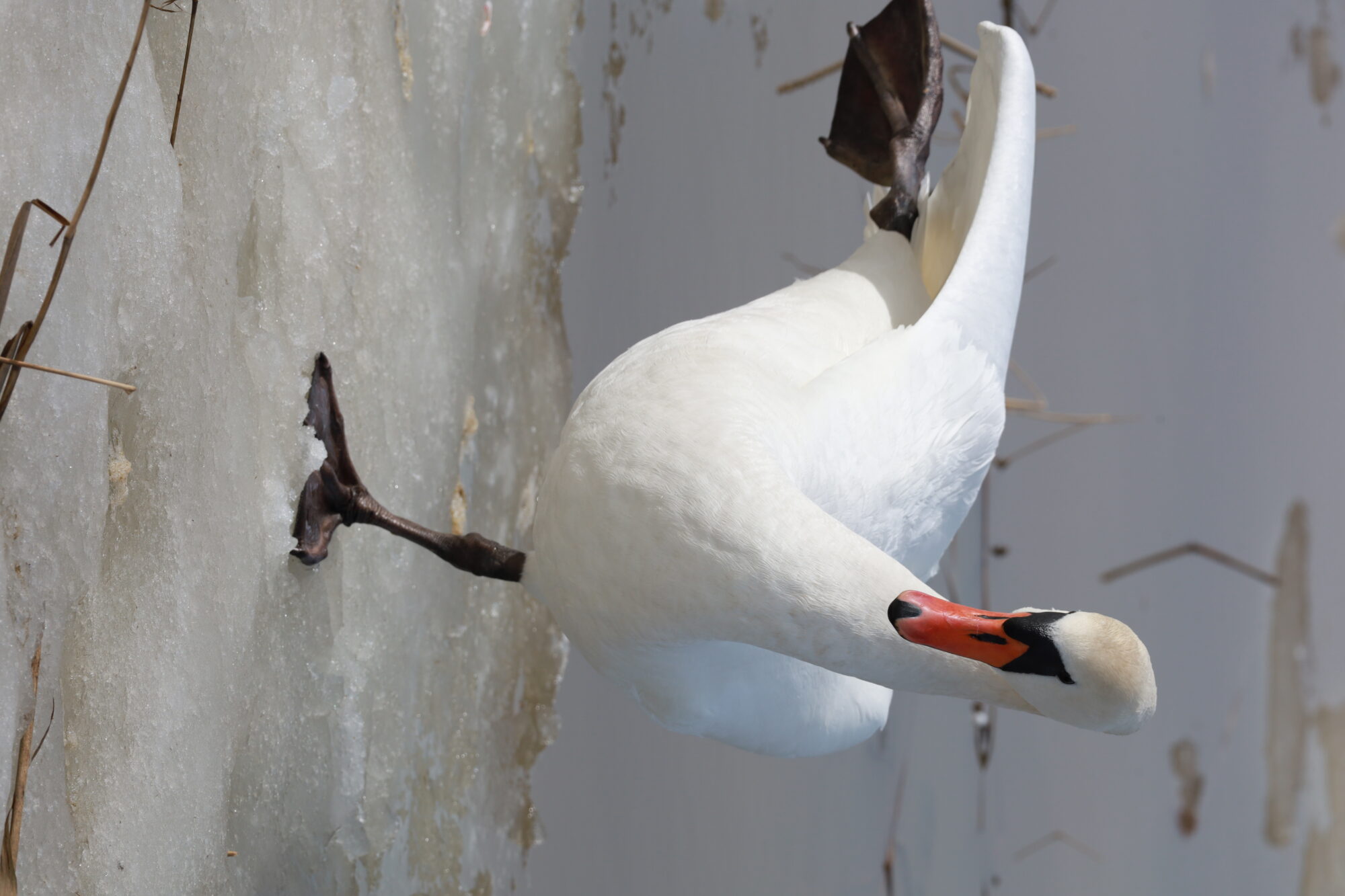 Valokuvaaja: Armi Järvinen