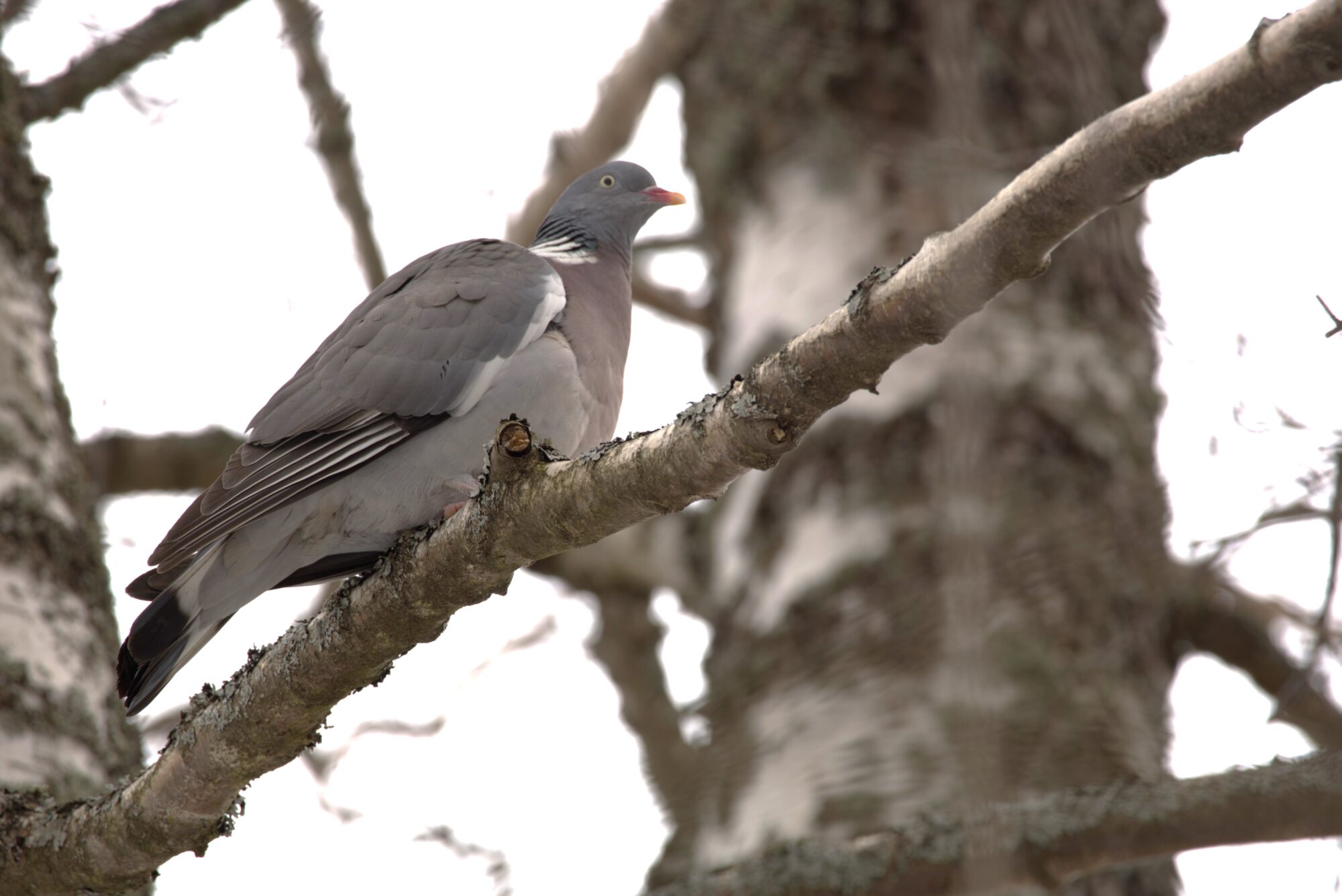 Valokuvaaja: Armi Järvinen