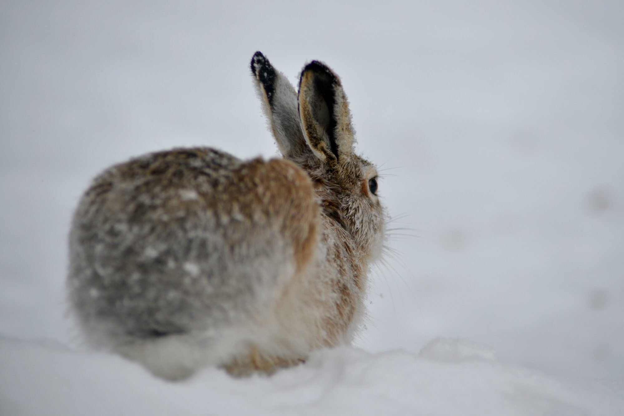 Valokuvaaja: Kaarlo Asikainen