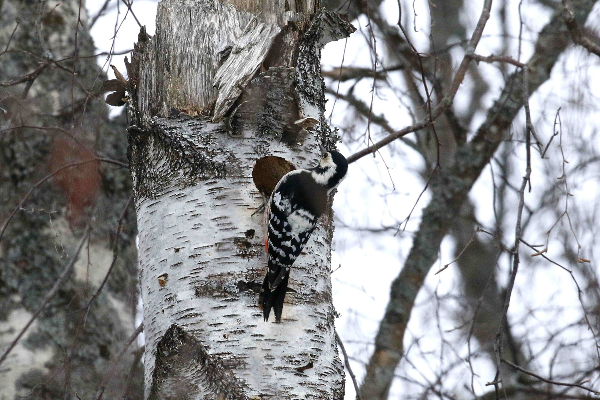 Valokuvaaja: Antero Tykkyläinen