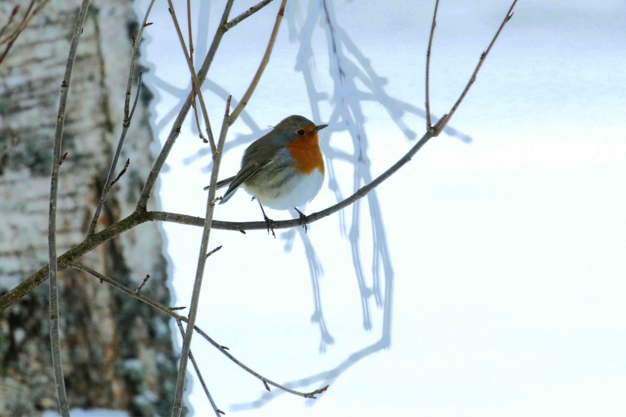Valokuvaaja: Antero Tykkyläinen