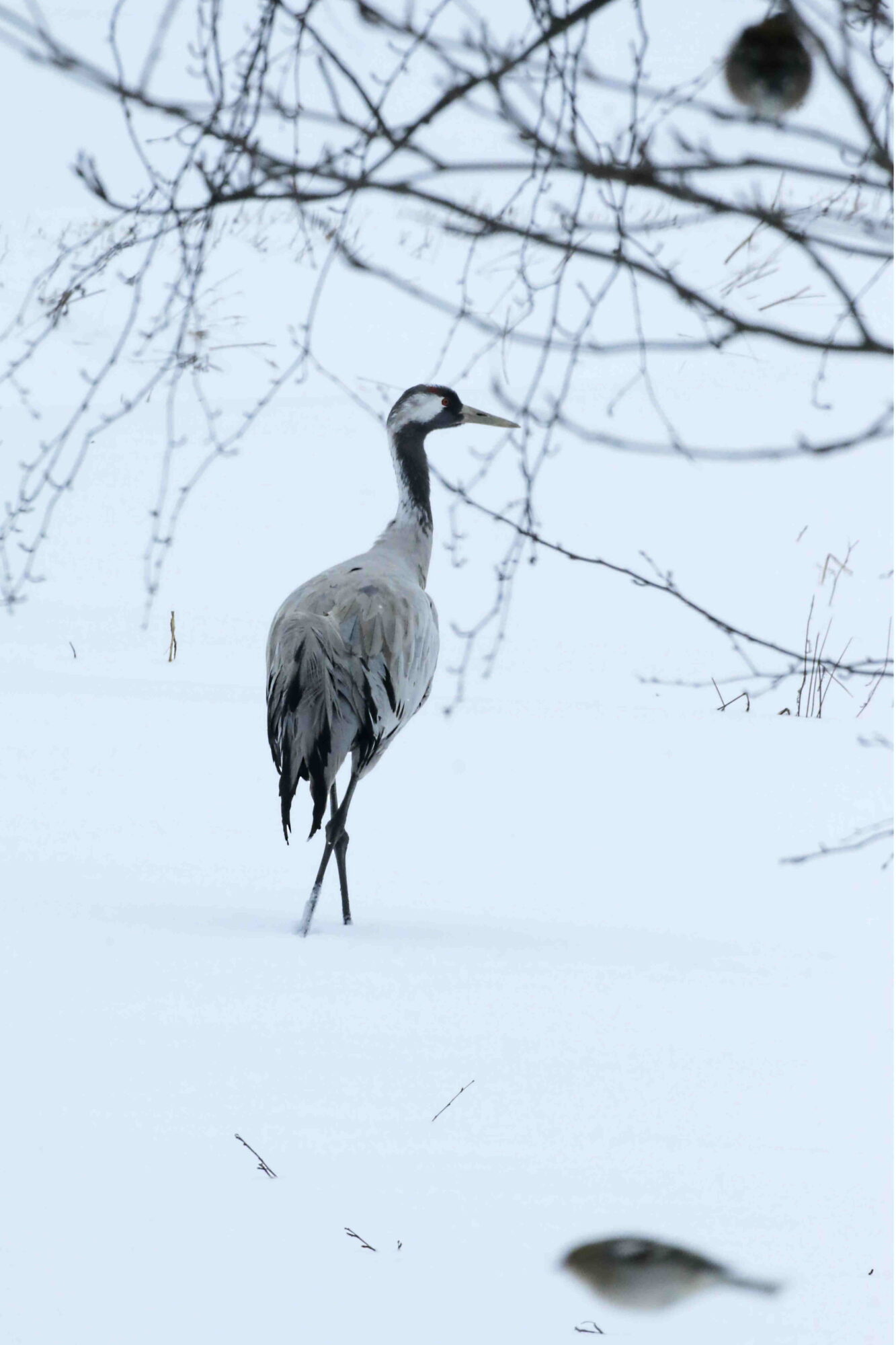 Valokuvaaja: Antero Tykkyläinen