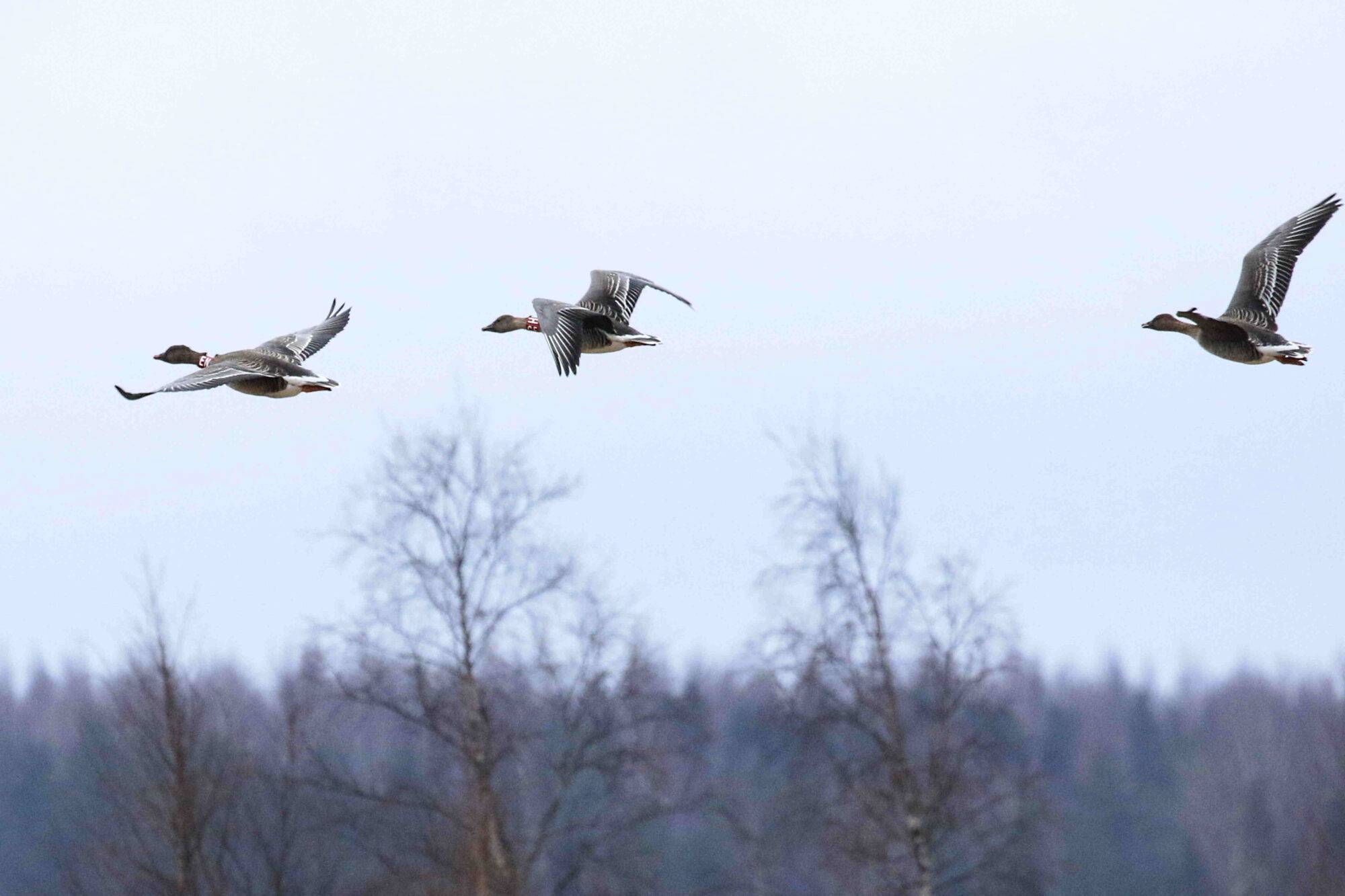 Valokuvaaja: Antero Tykkyläinen Valokuvaaja: Antero Tykkyläinen