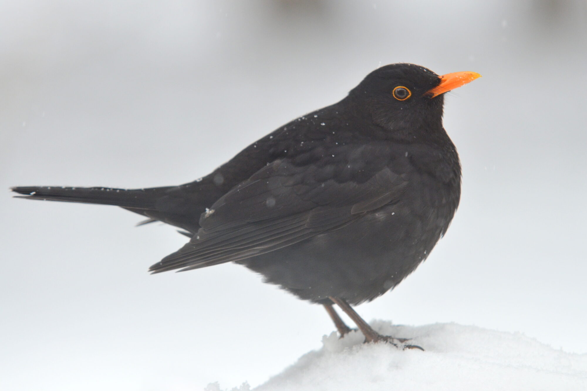Valokuvaaja: Kaarlo Asikainen